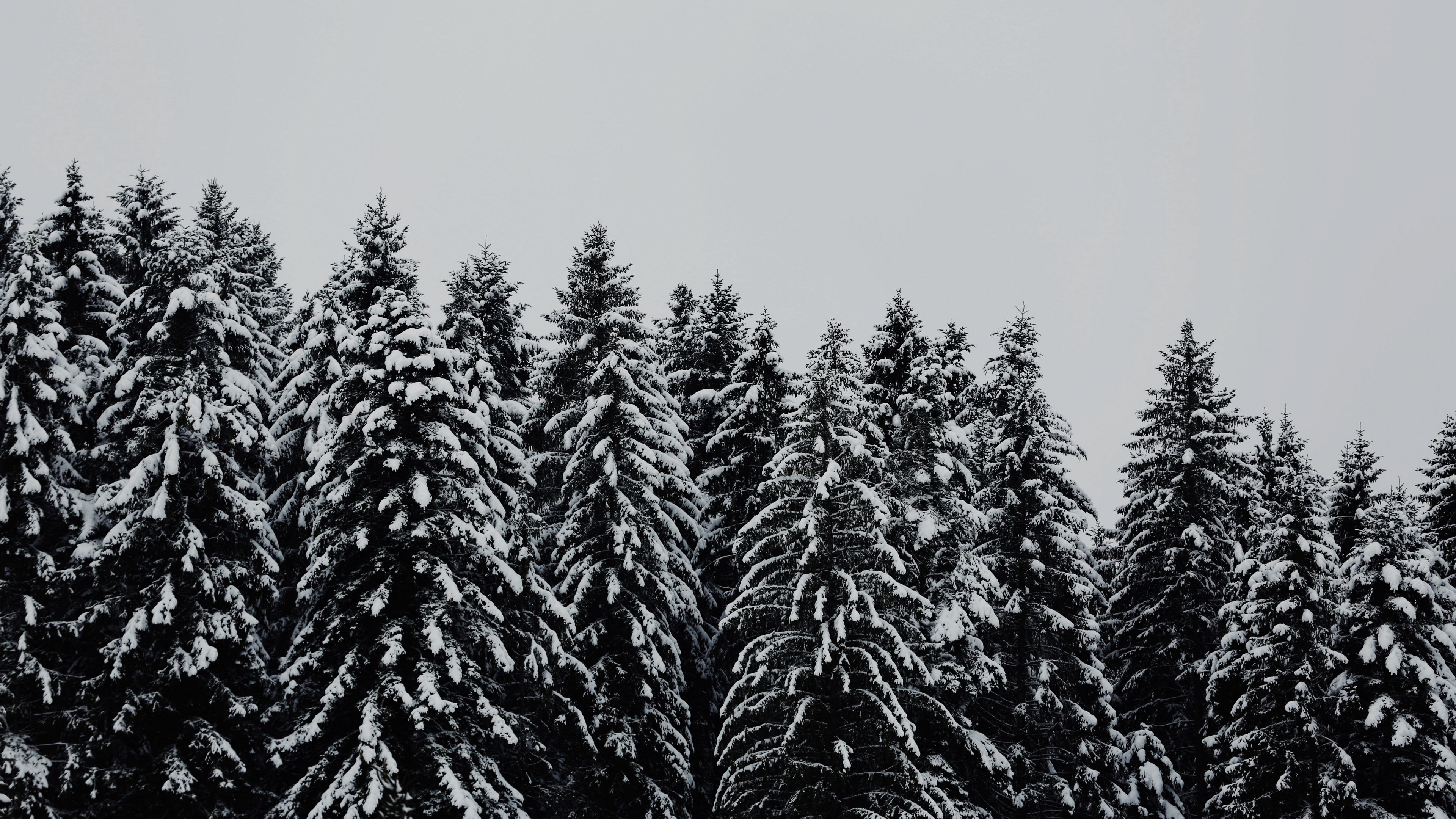trees, snowbound, snow, 4k, HD Wallpaper