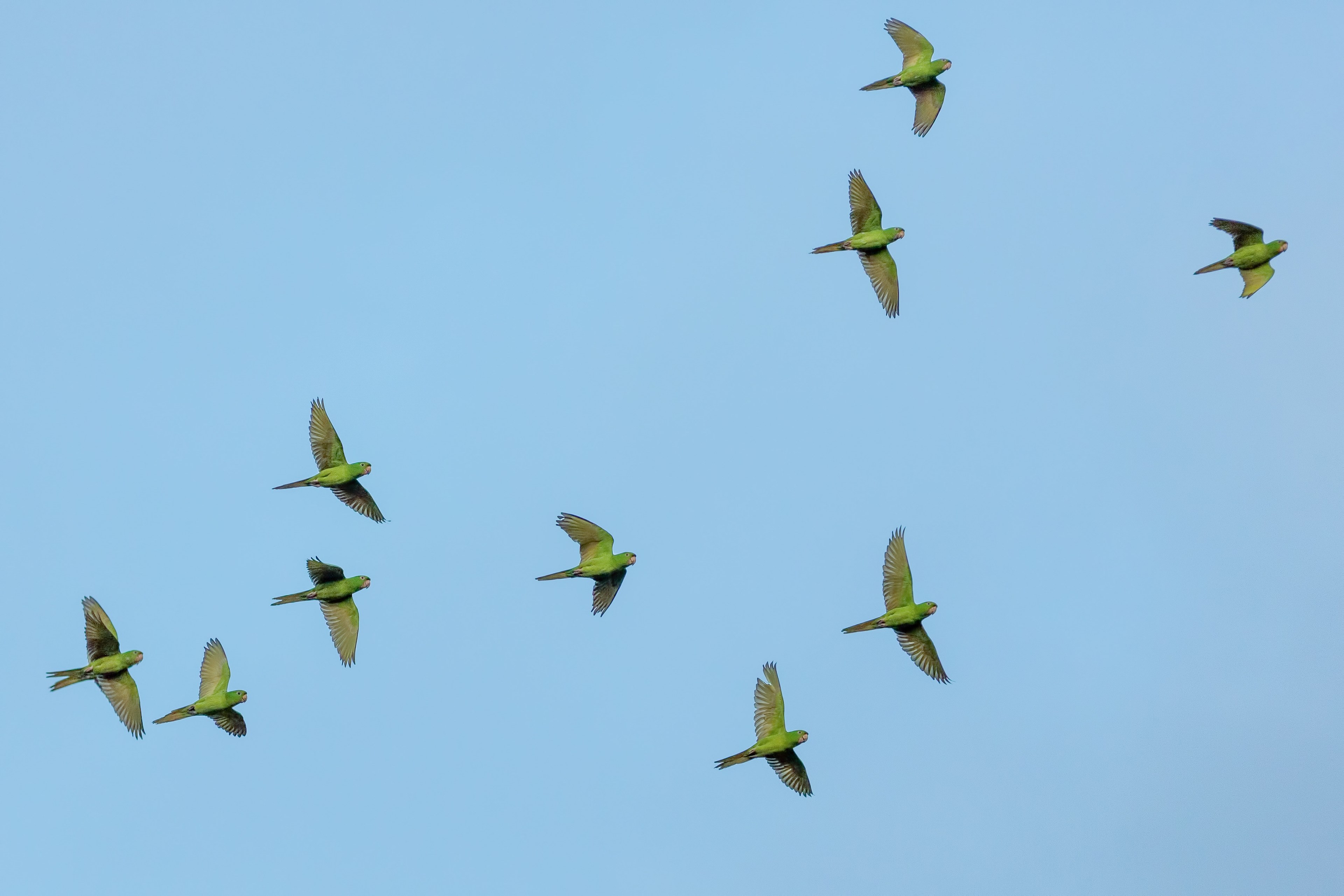 bird parrot sky and wing 4k, HD Wallpaper