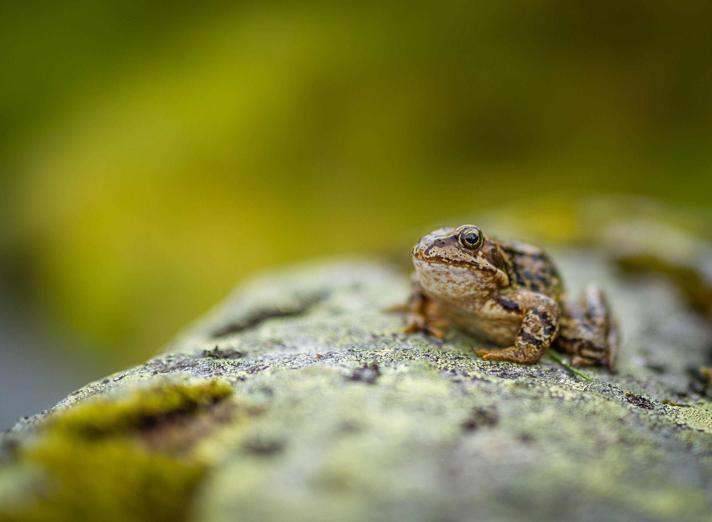 black and browed patterned frog resting on a mossy stone, patterned frog on mossy stone 4k, HD Wallpaper