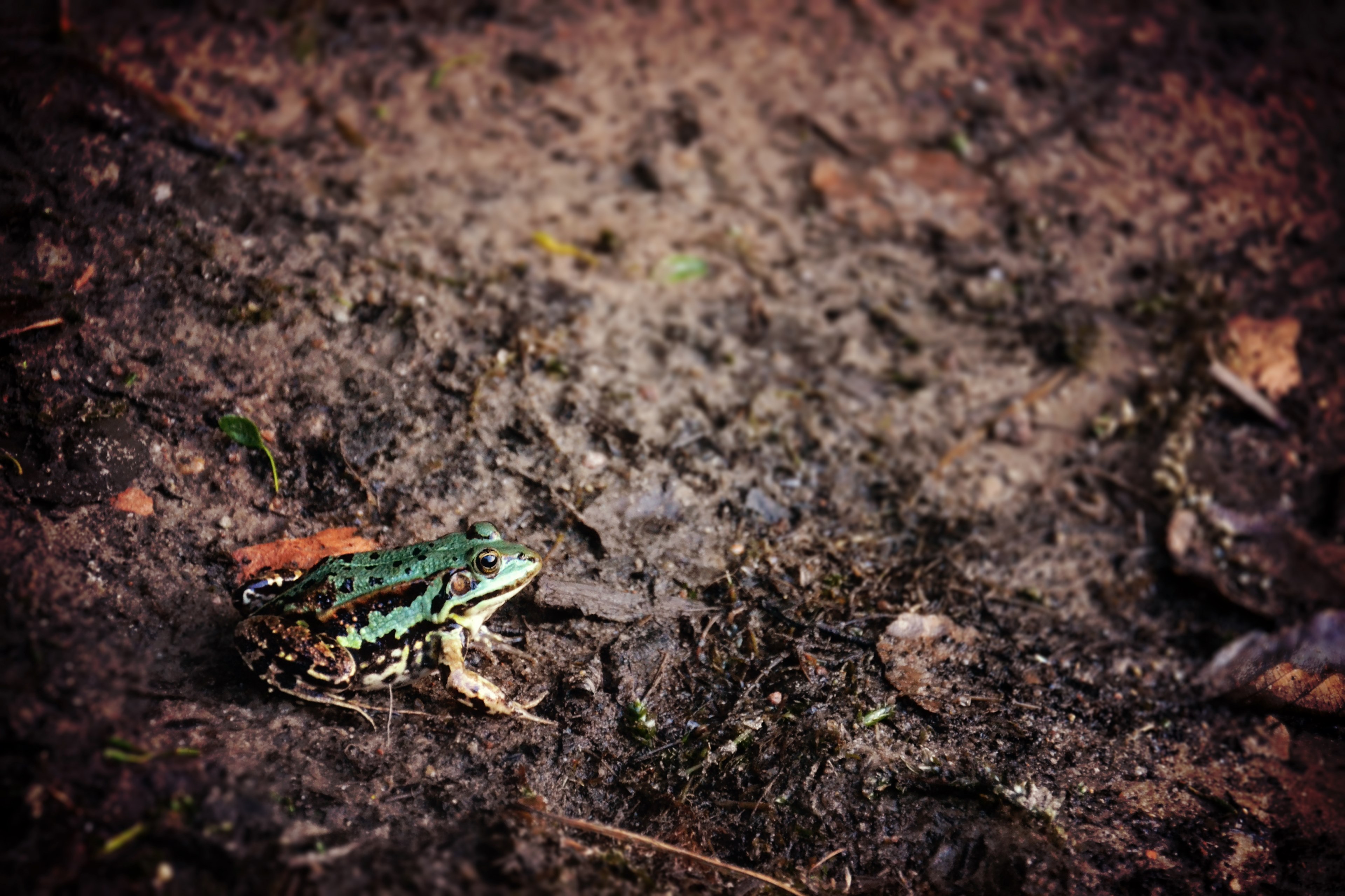 a green frog sitting on the muddy ground, green frog on mud 4k, HD Wallpaper