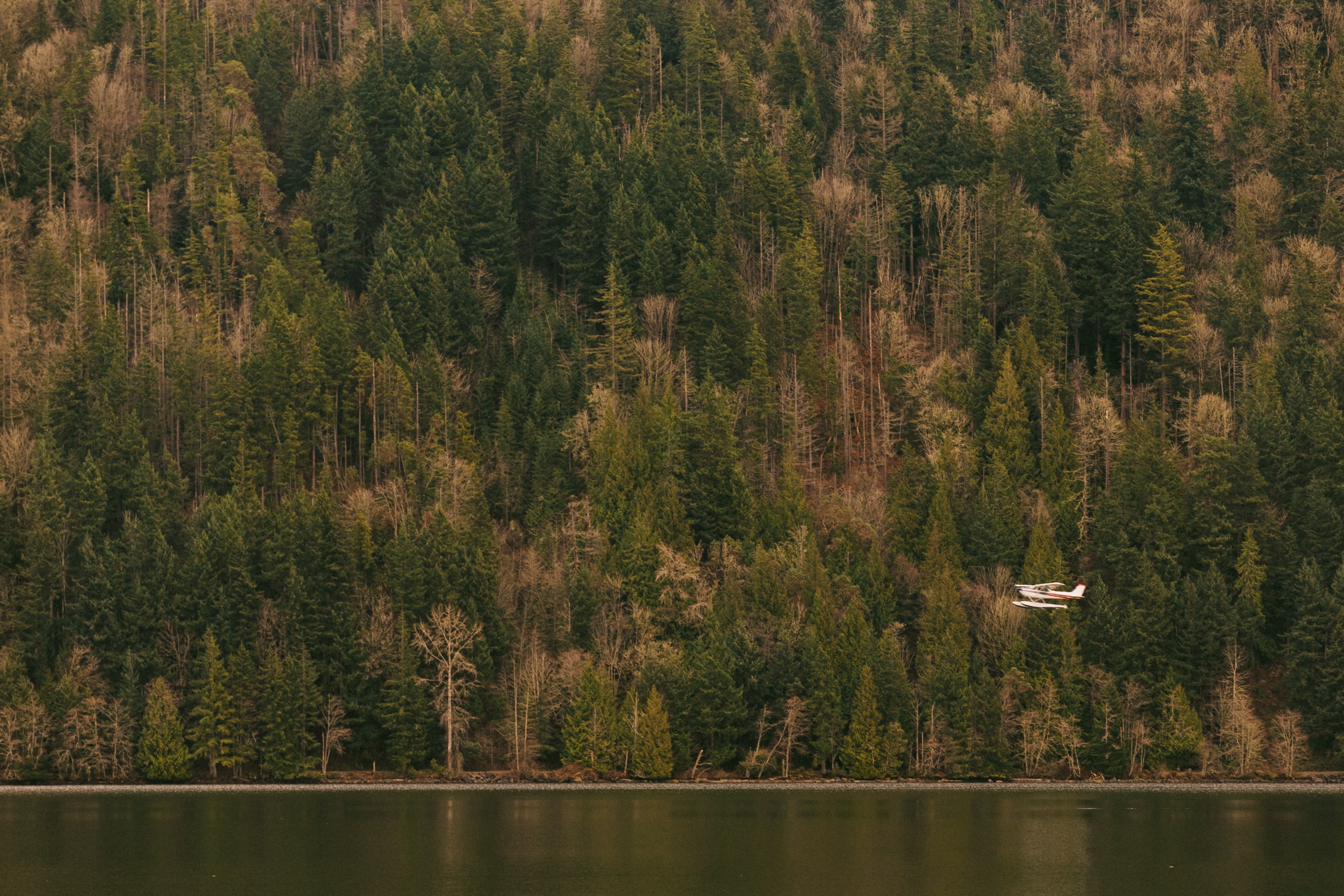 plane flies over a calm lake near green forest trees, small plane over a lake 4k, HD Wallpaper