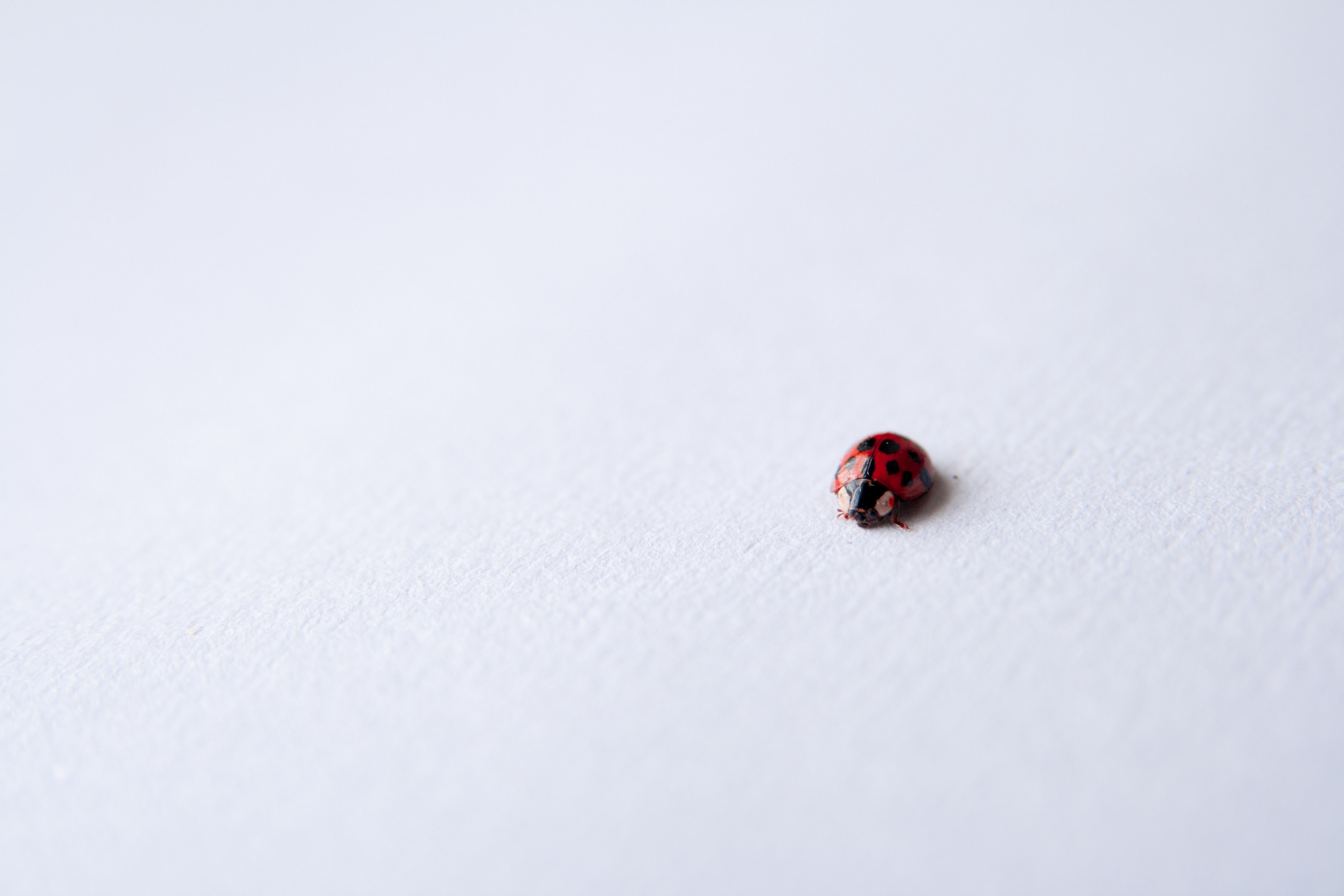 a macro shot of a ladybug on a smooth white surface, ladybug on white 4k, HD Wallpaper