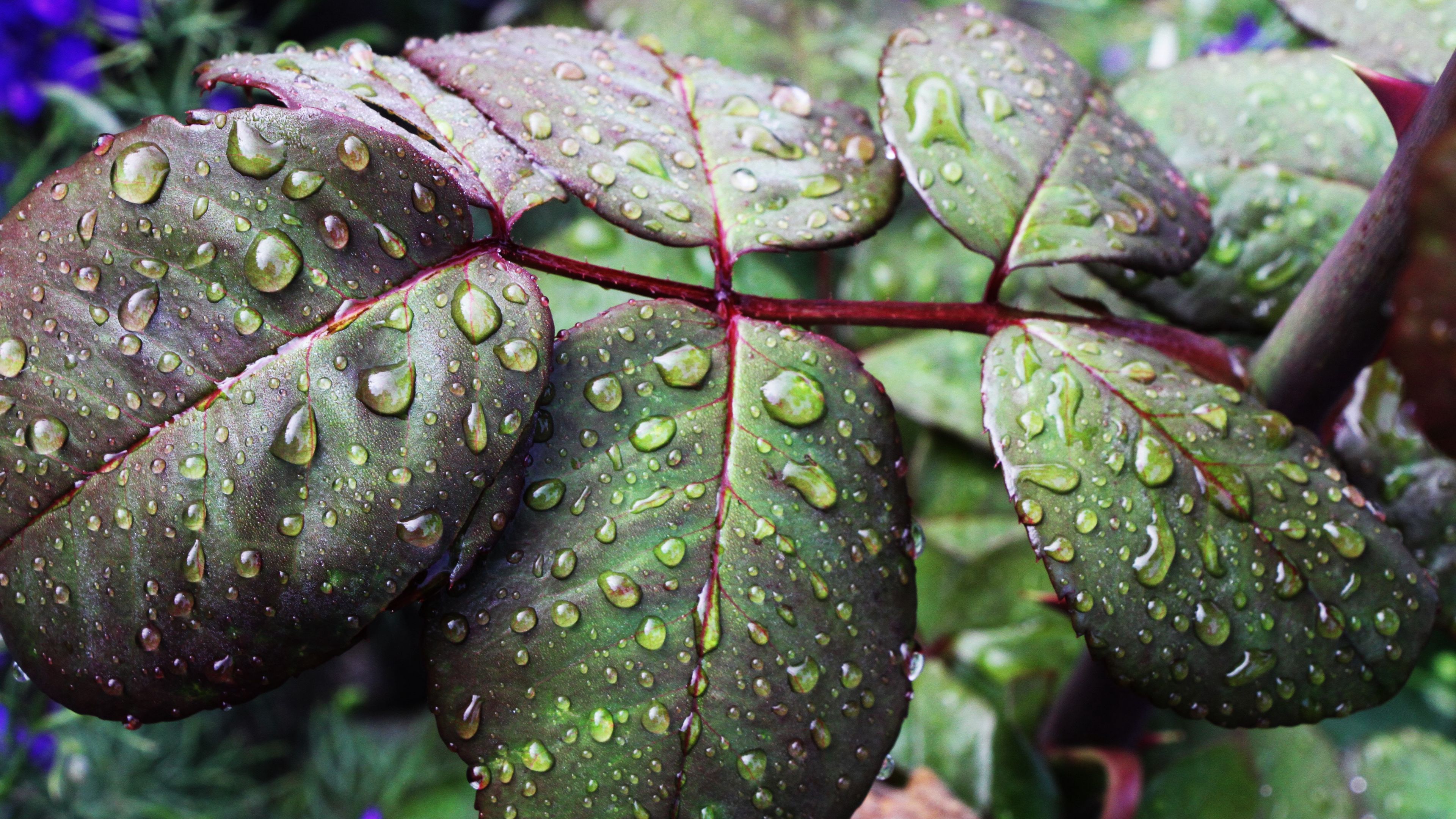 leaves, drops, moisture, 4k, HD Wallpaper