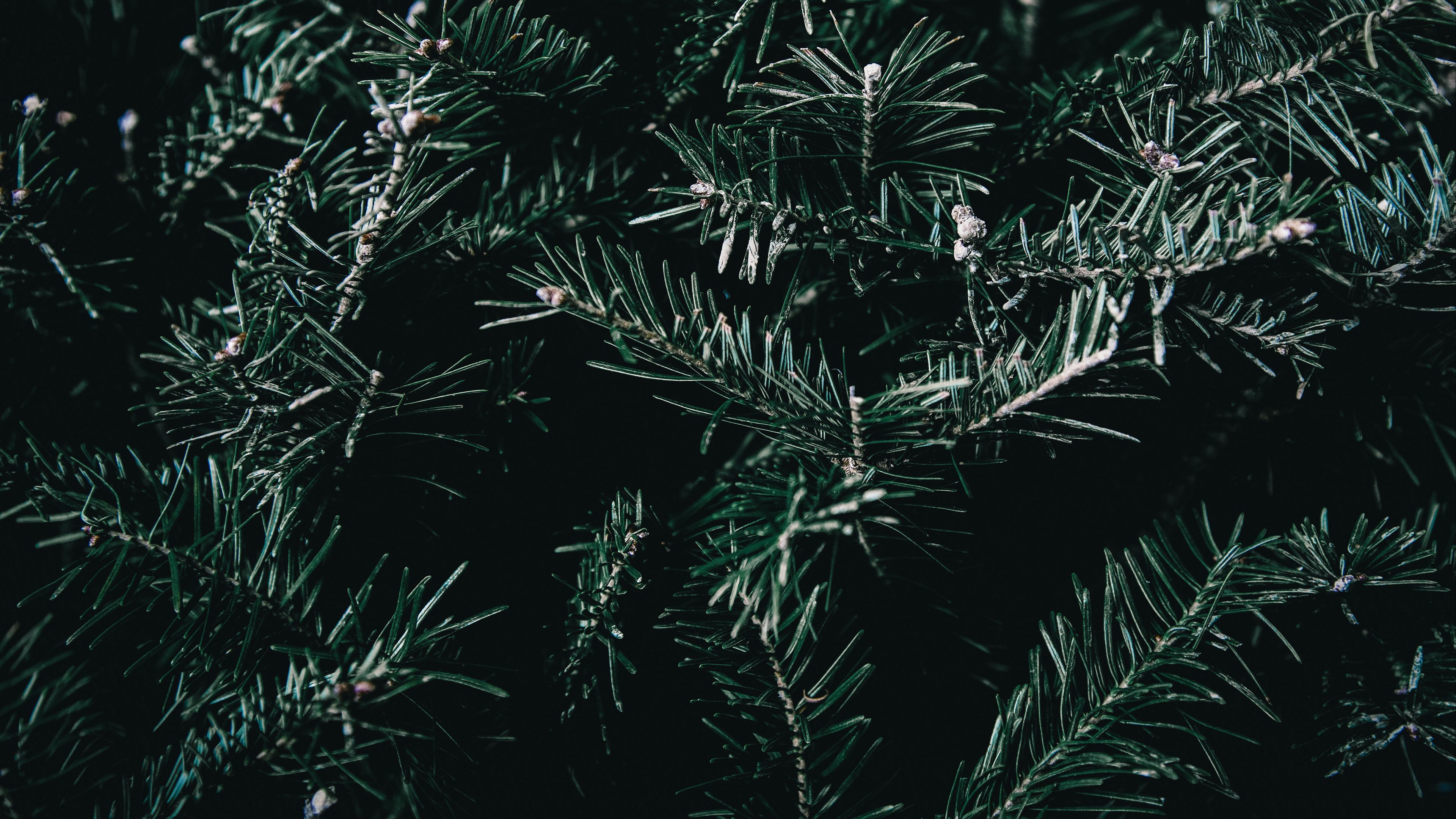 spruce, branches, spines, 4k, HD Wallpaper