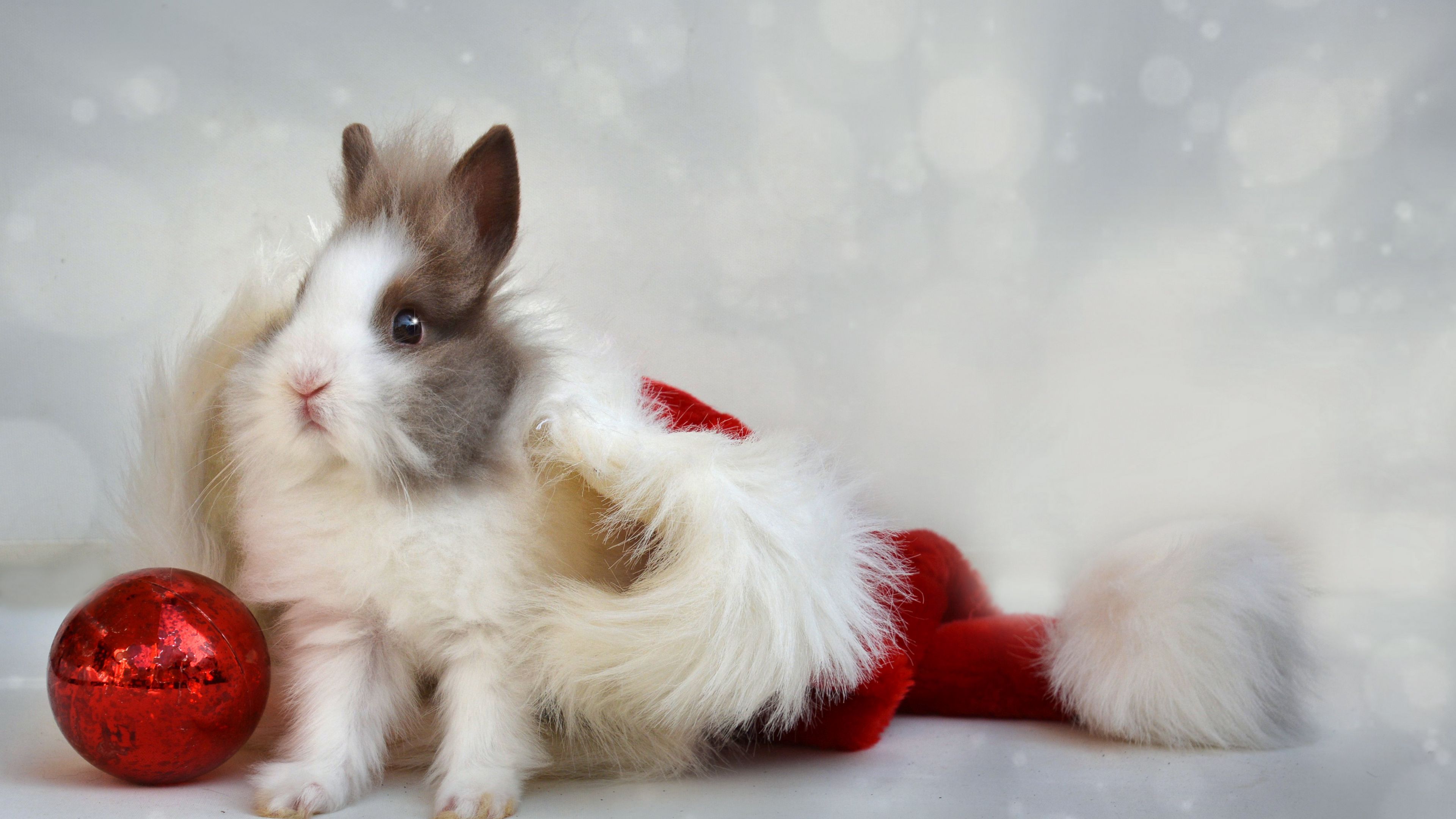 rabbit, new year, ball, 4k, HD Wallpaper