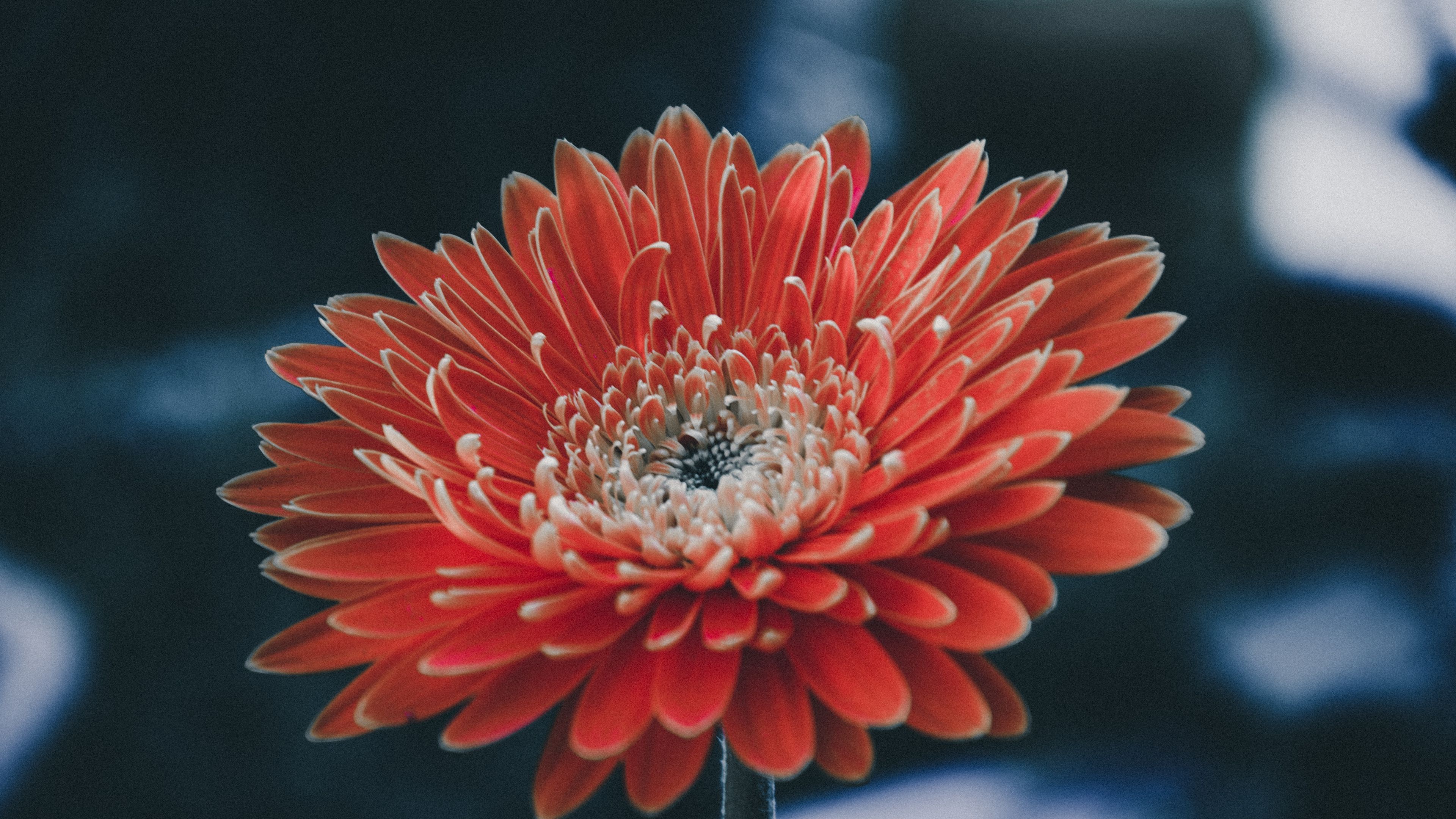 aster, flower, petals, 4k, HD Wallpaper