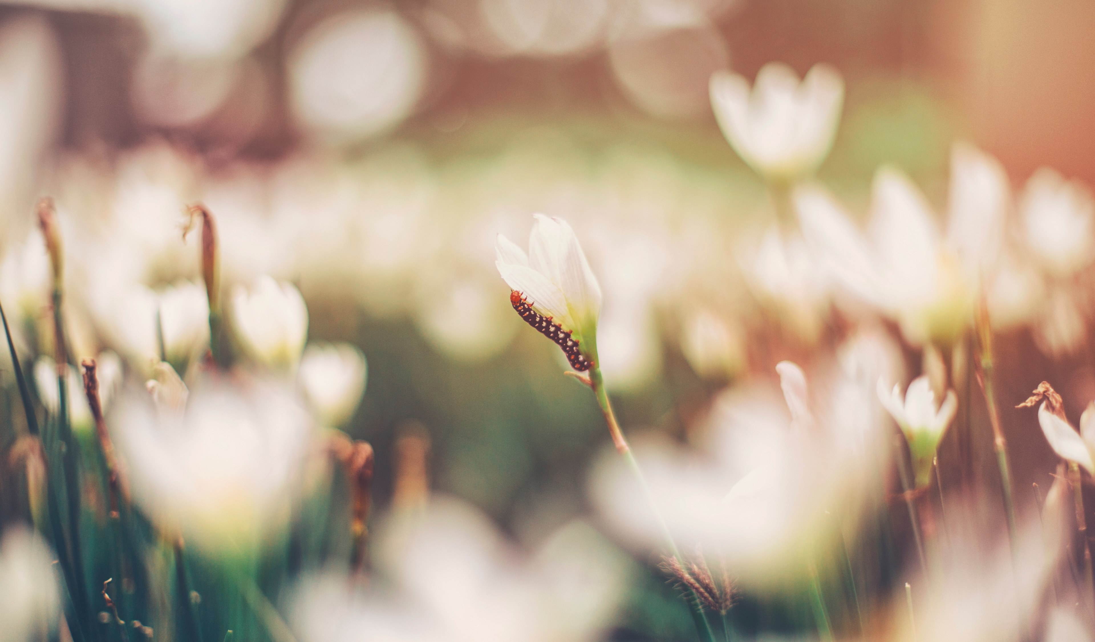 flower insect petal and caterpillar 4k, HD Wallpaper