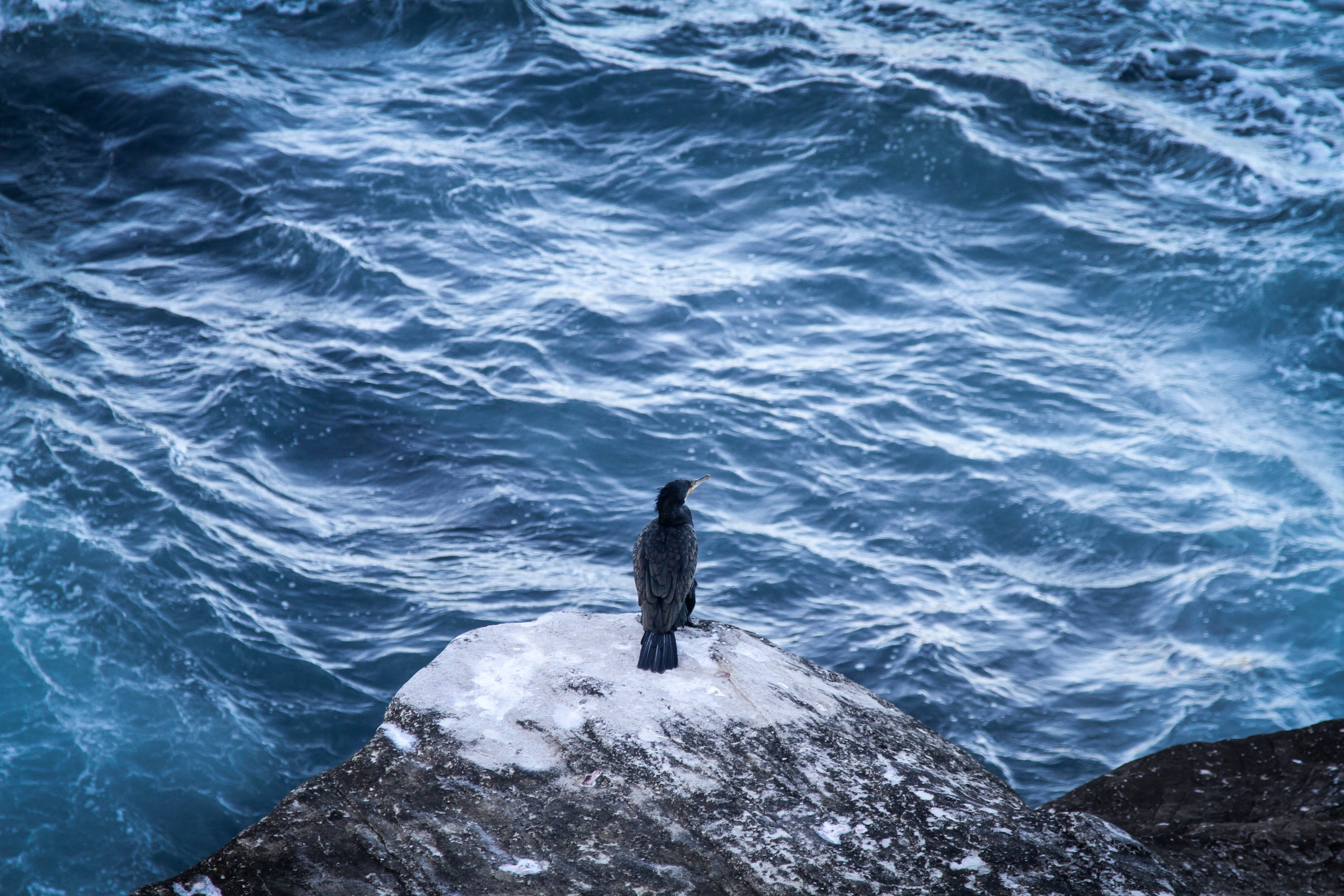 black bird on the rock by the ocean at bondi beach, bird on the rock by the ocean 4k, HD Wallpaper