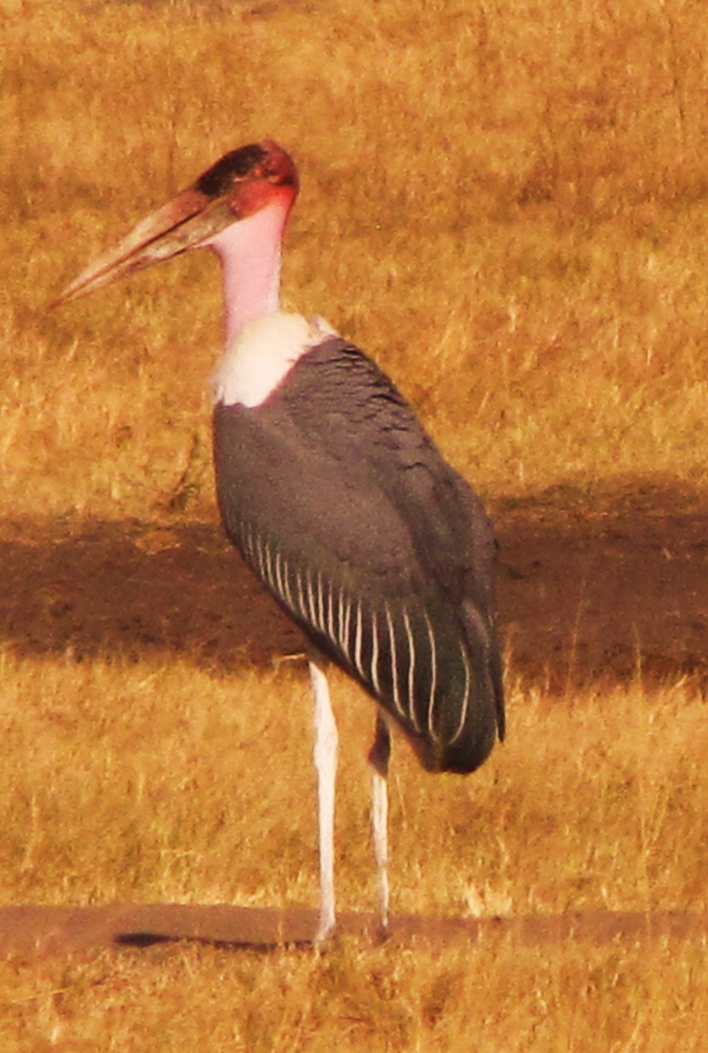 crane beak wild and animal hd, 4k, Phone HD Wallpaper