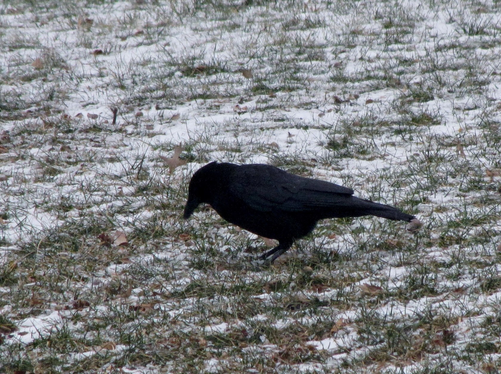 crow bird and nature photography 4k, HD Wallpaper