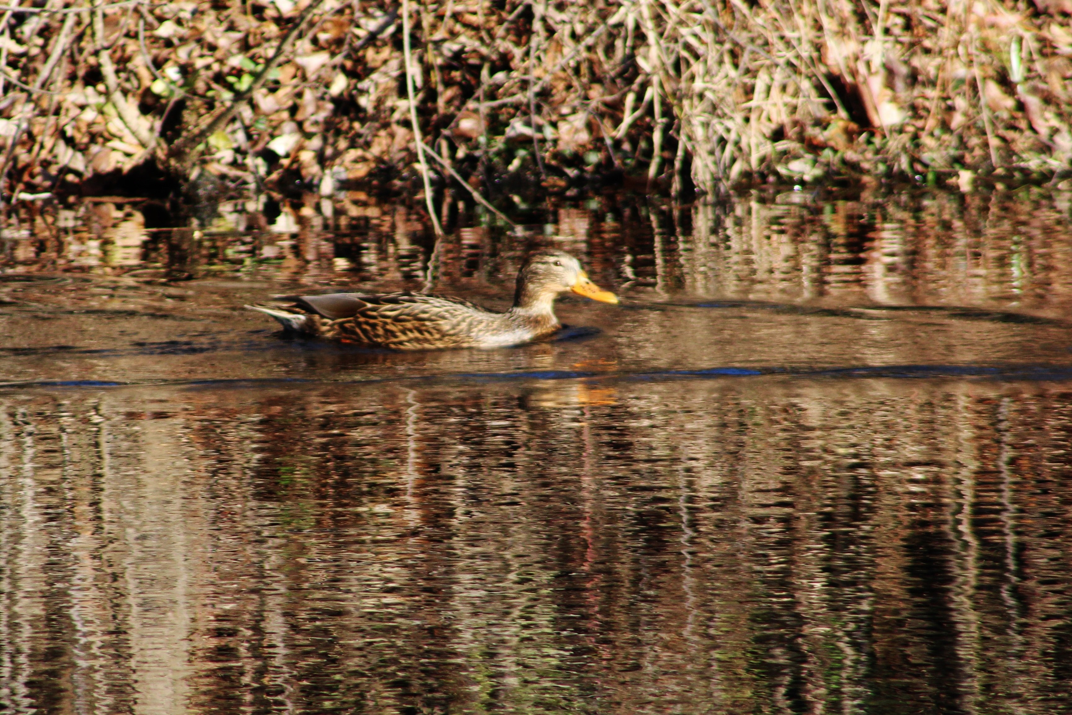female mallard duck bird and nature photography 4k, HD Wallpaper