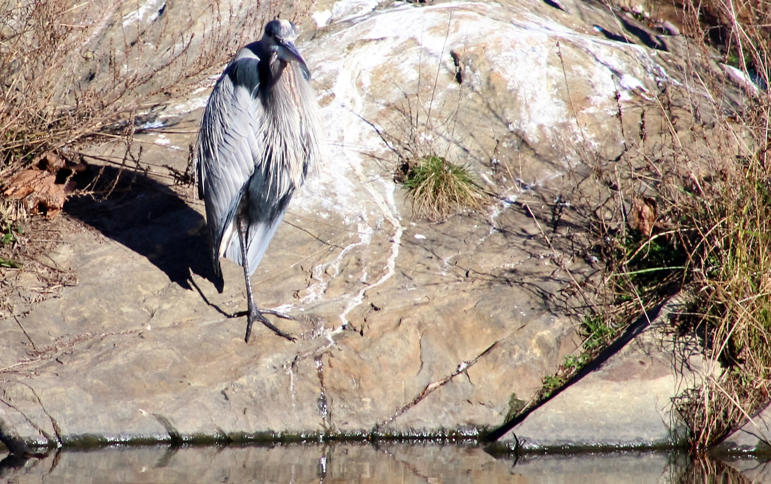 water great blue heron bird and nature photography 4k, HD Wallpaper