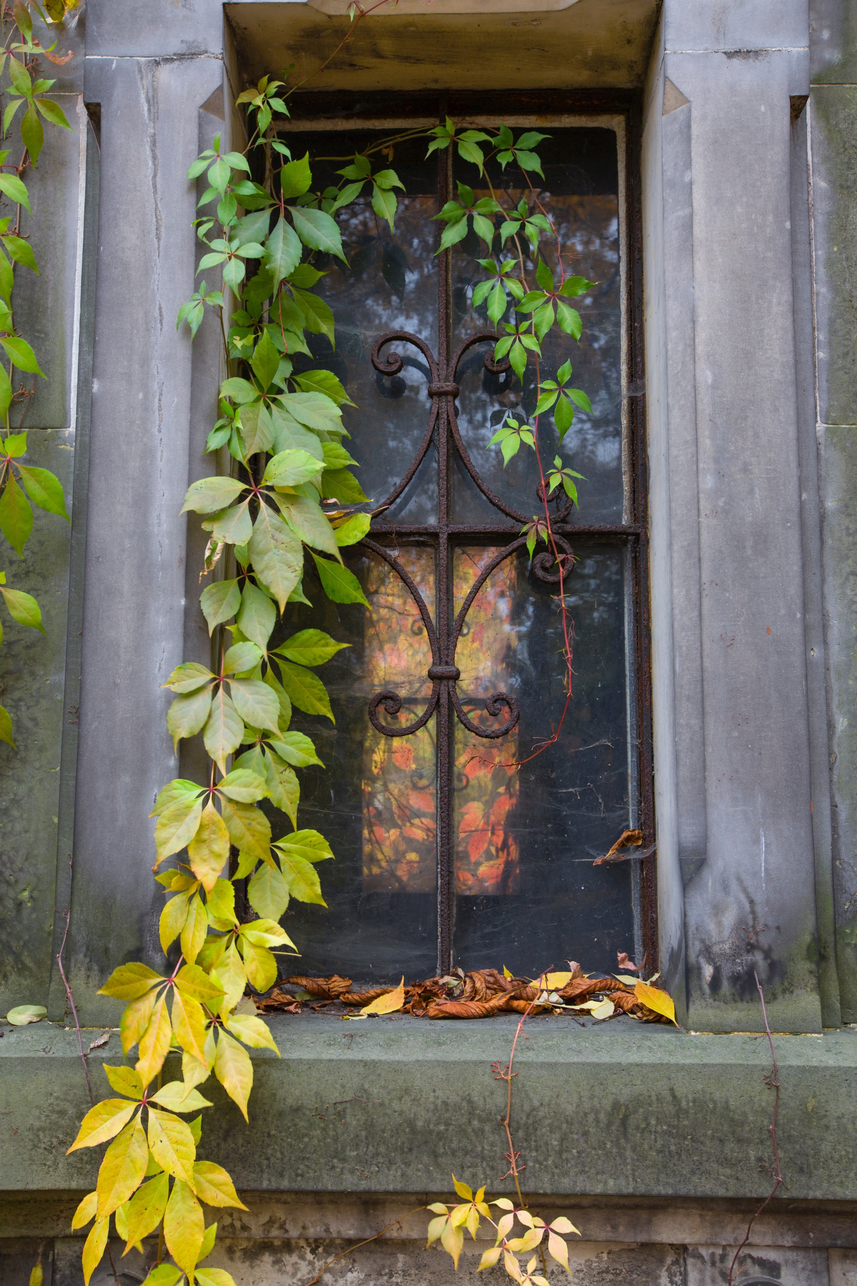 railing ivy window and old hd, 4k, Phone HD Wallpaper