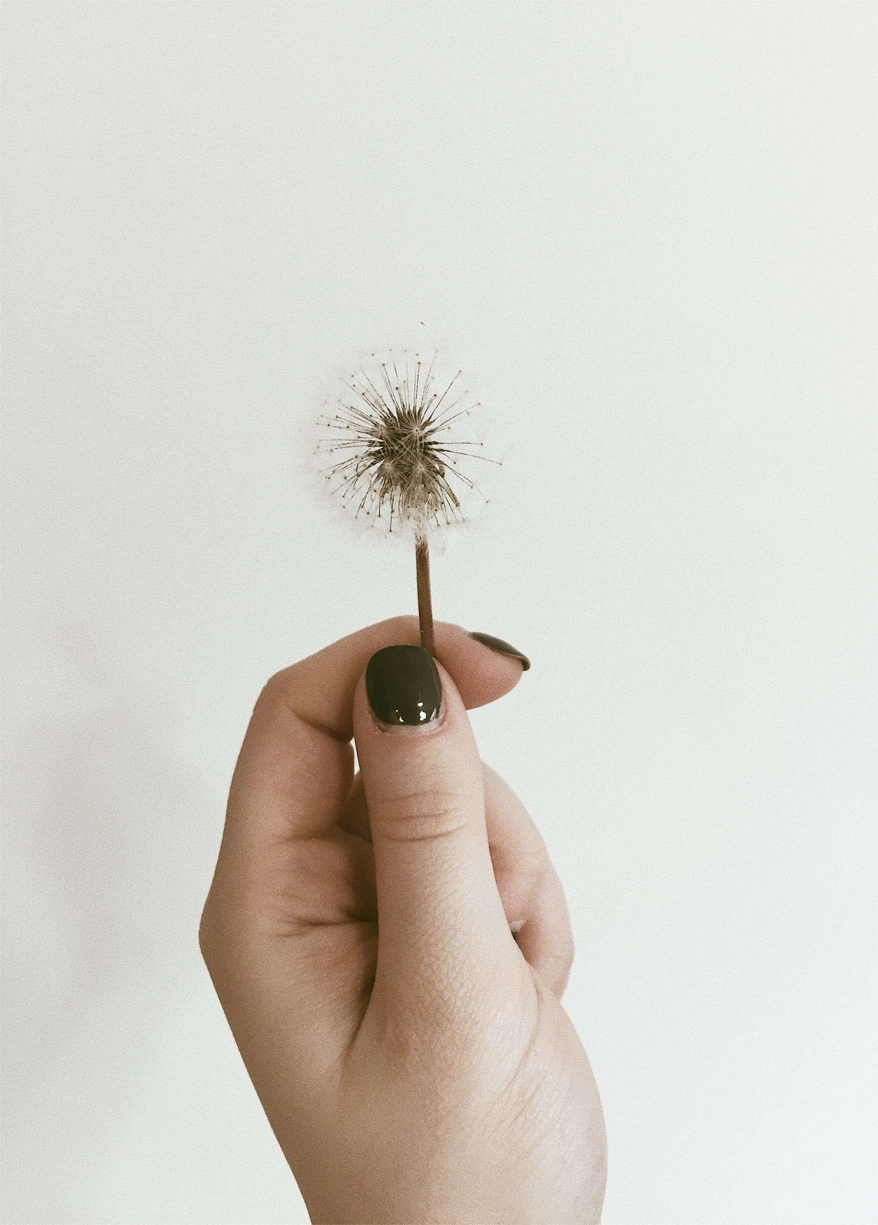 a womans hand holding a dandelion, dandelion in hand 4k, Phone HD Wallpaper