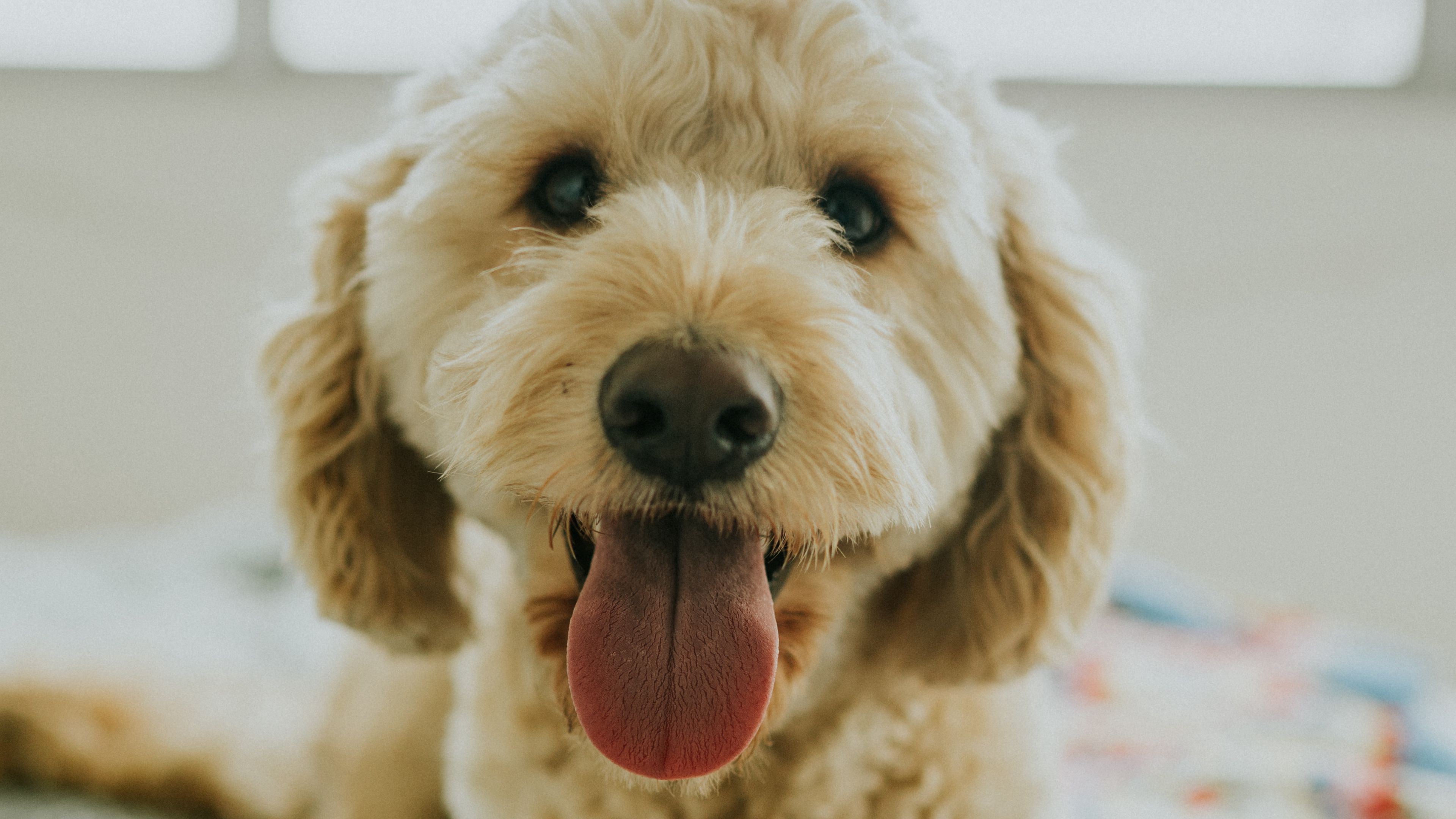 dog, muzzle, protruding tongue, eyes, 4k, HD Wallpaper