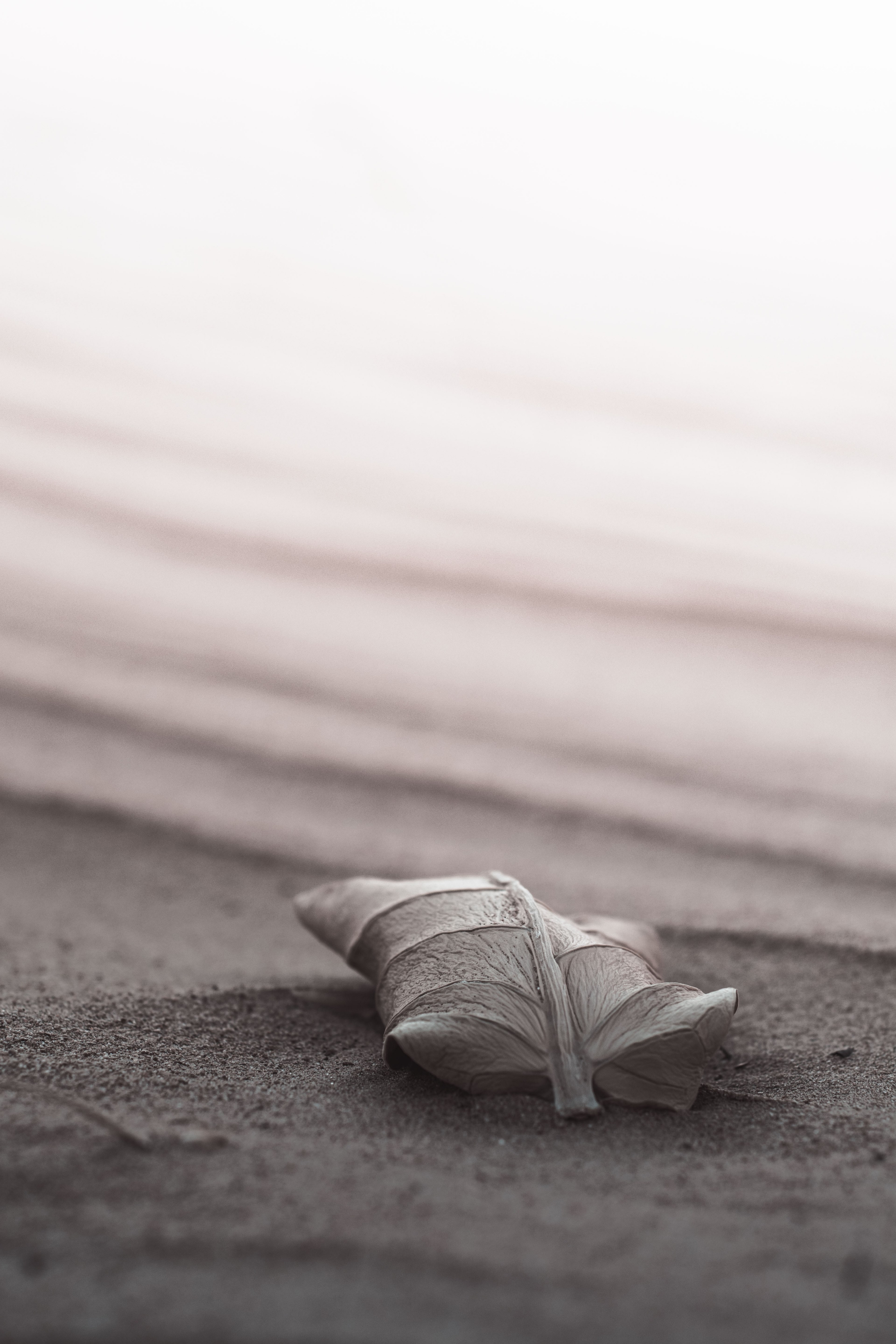 leaf vein beach and sand hd, 4k, Phone HD Wallpaper