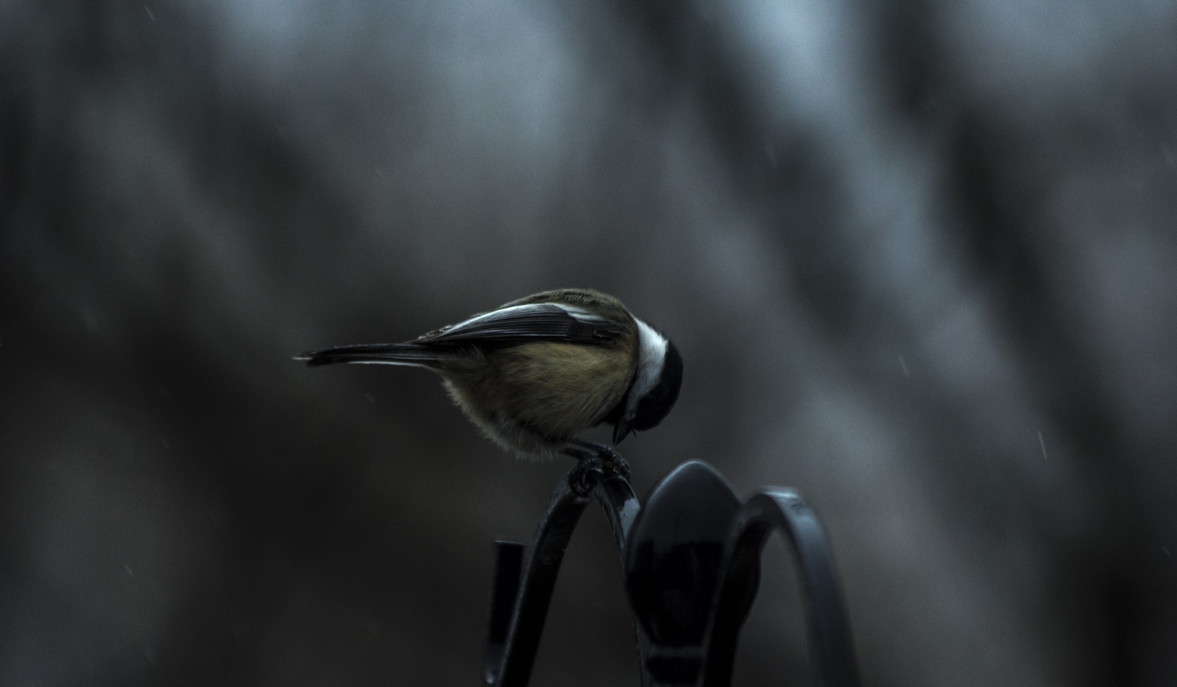 small blue tit bird perched alone outside, bird perched on railing 4k, HD Wallpaper