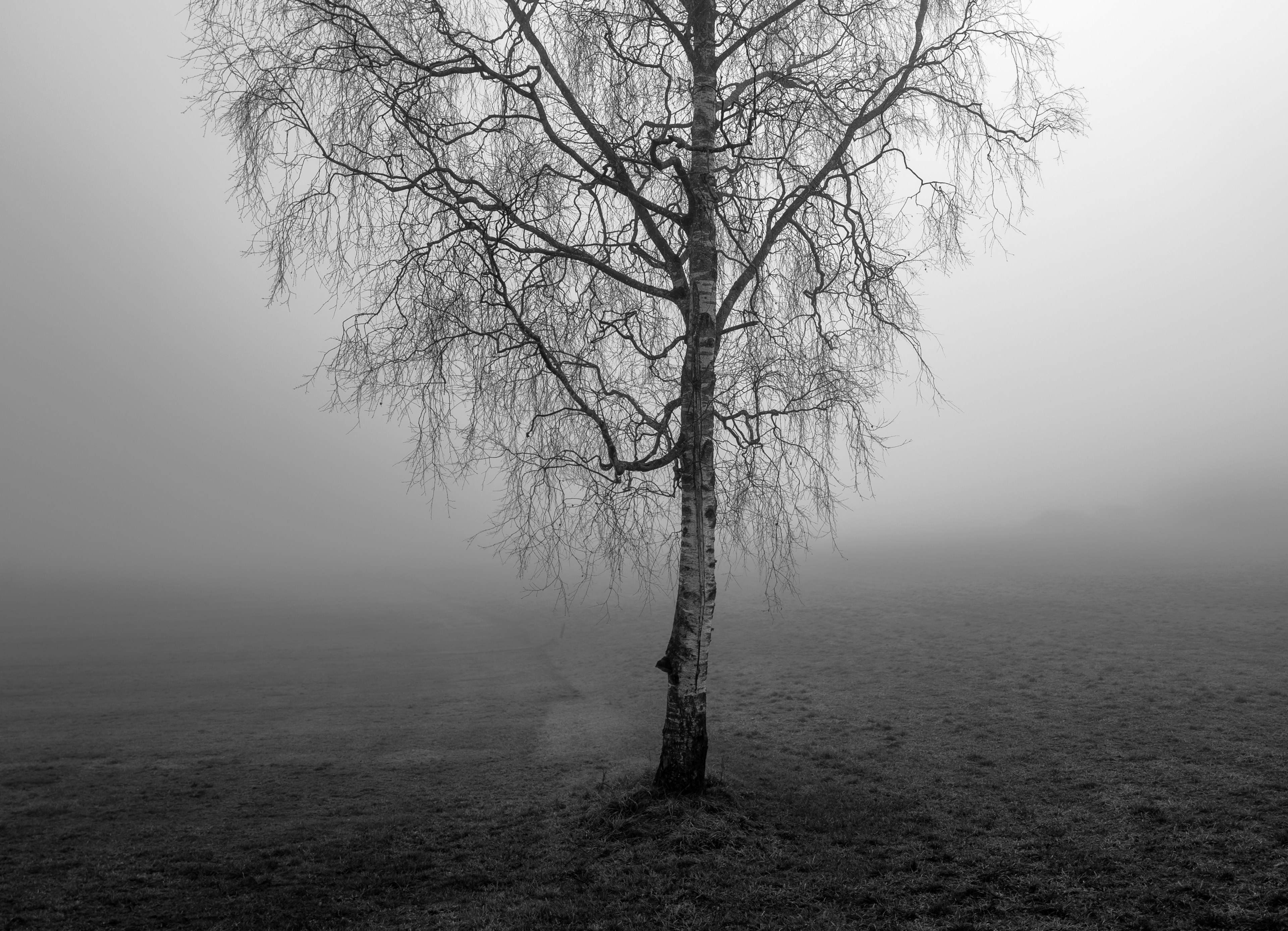 grass black amp white black and white and fog 4k, HD Wallpaper