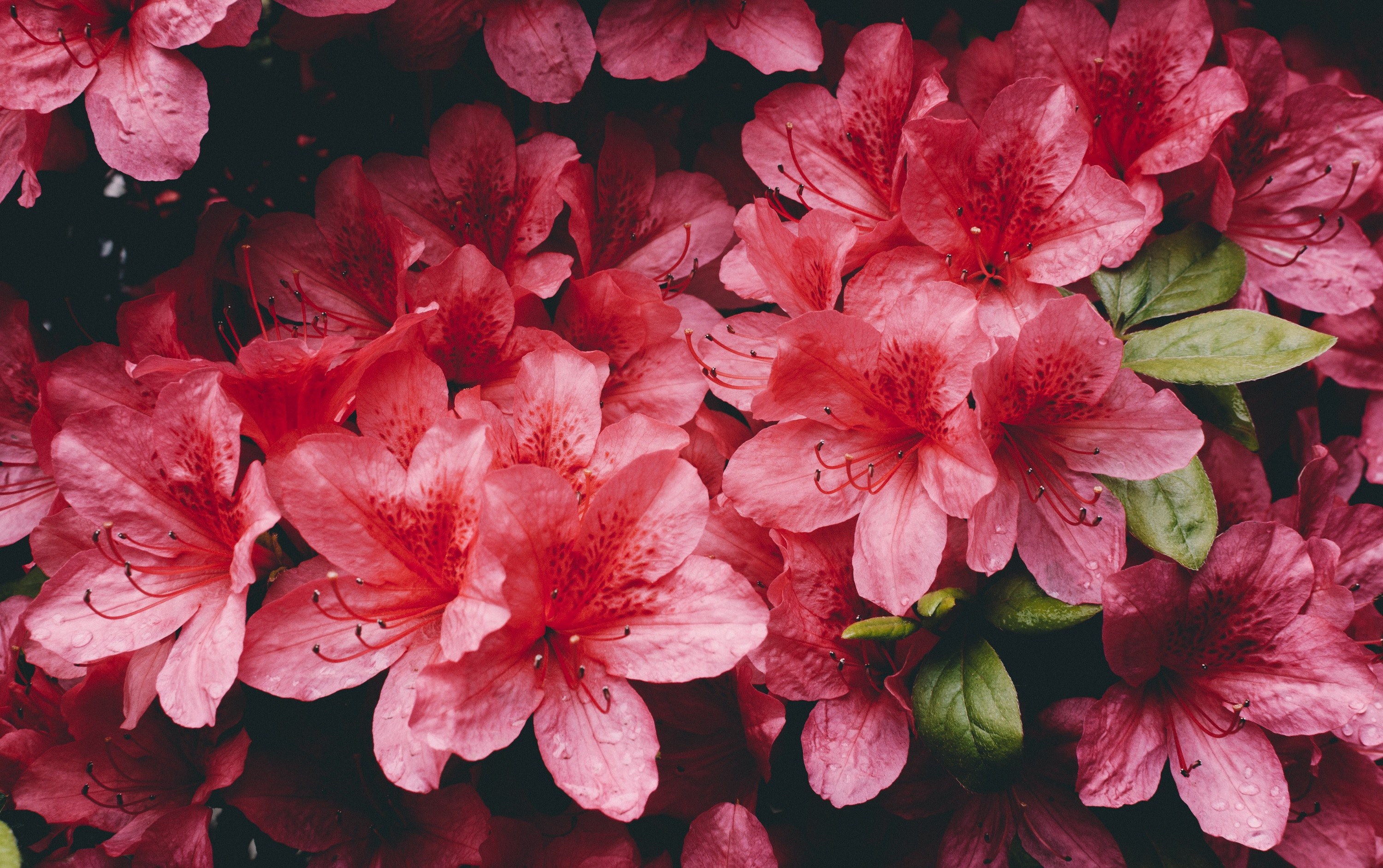 leafe bloom staman and spring 4k, HD Wallpaper