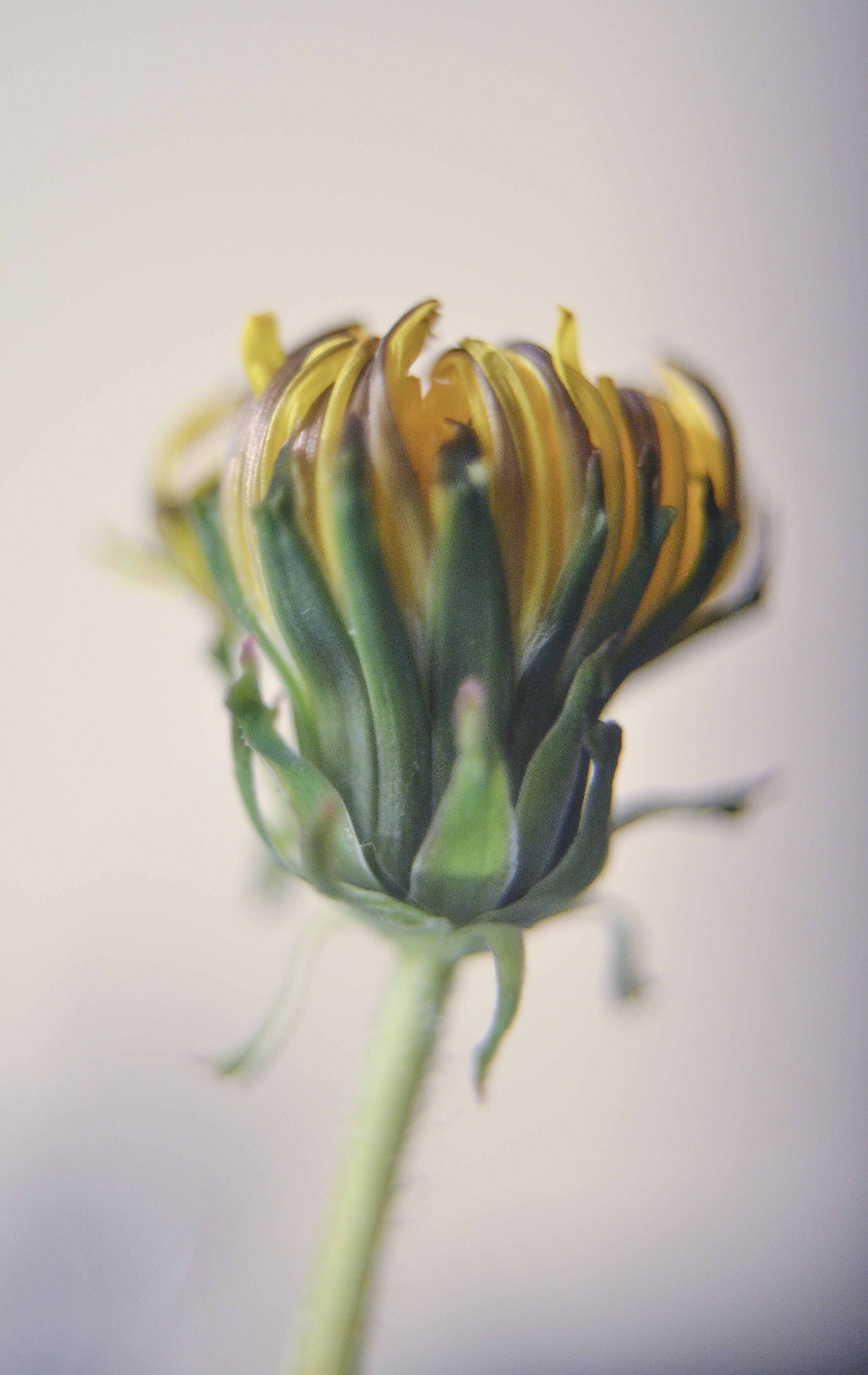 spring black garden and produce hd, 4k, Phone HD Wallpaper