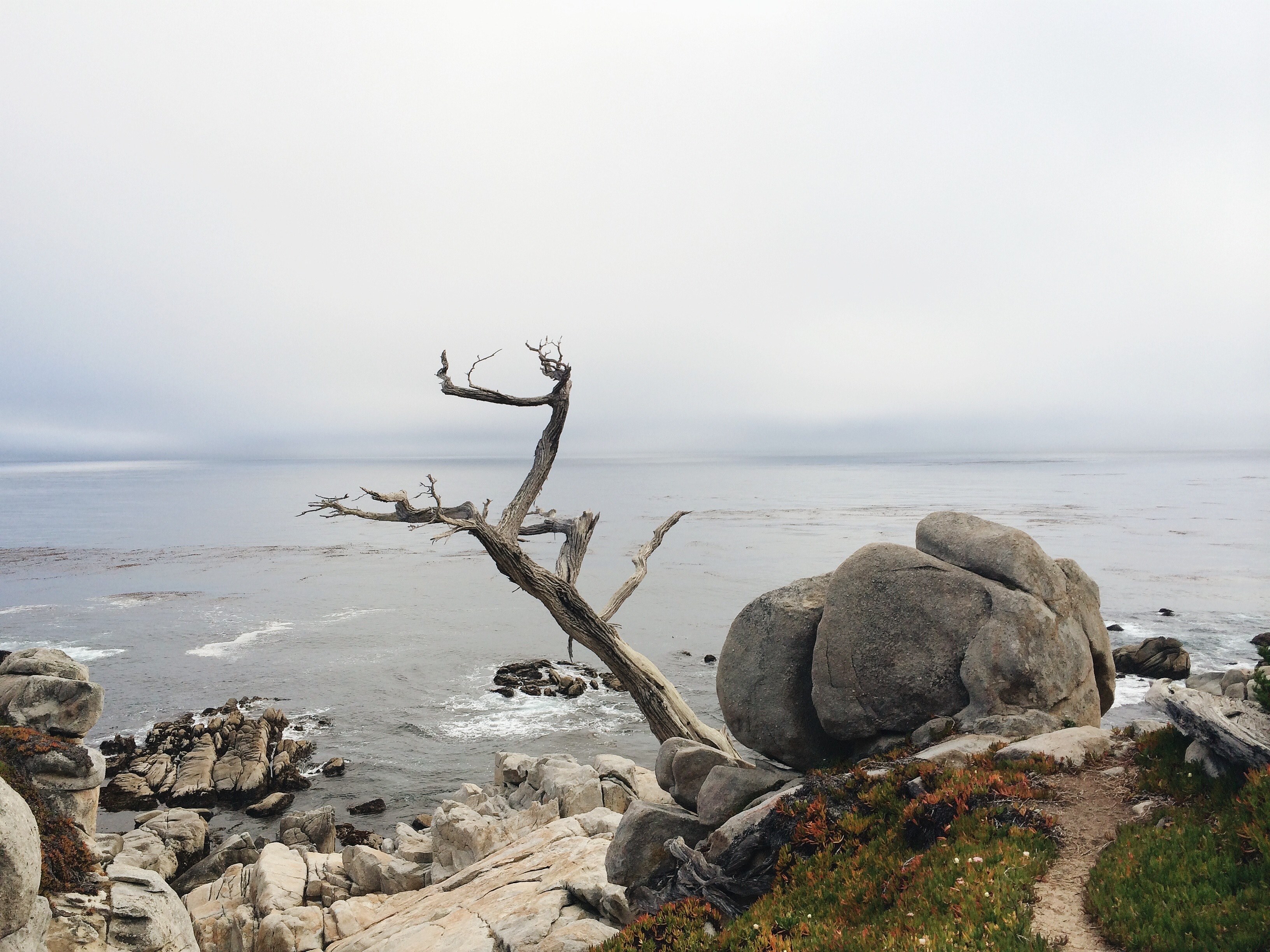 a dead tree jutting out from rocks on the seashore, the ghost tree 4k, HD Wallpaper