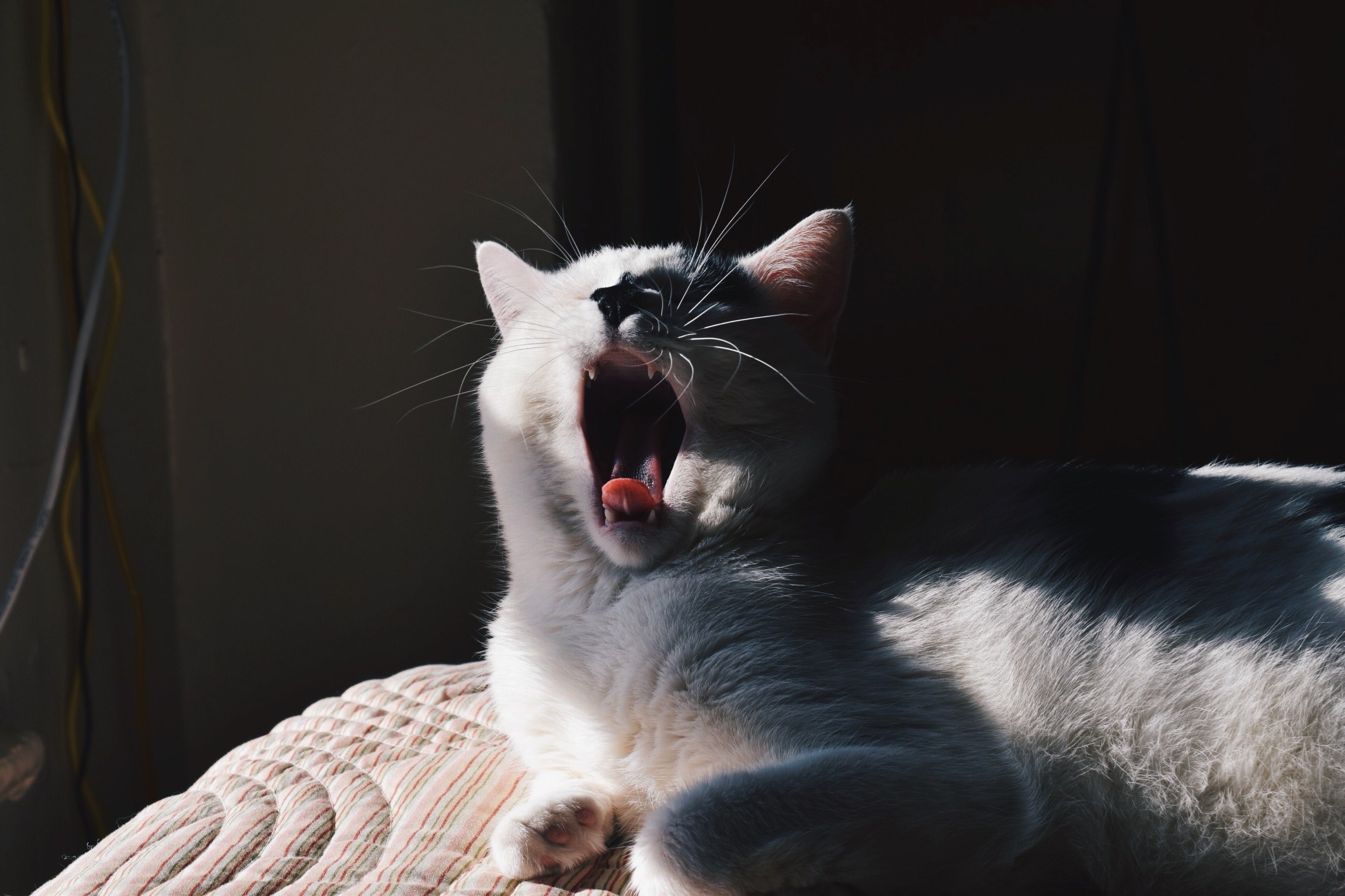 sun lit gray haired cat yawning, grey cat yawning 4k, HD Wallpaper