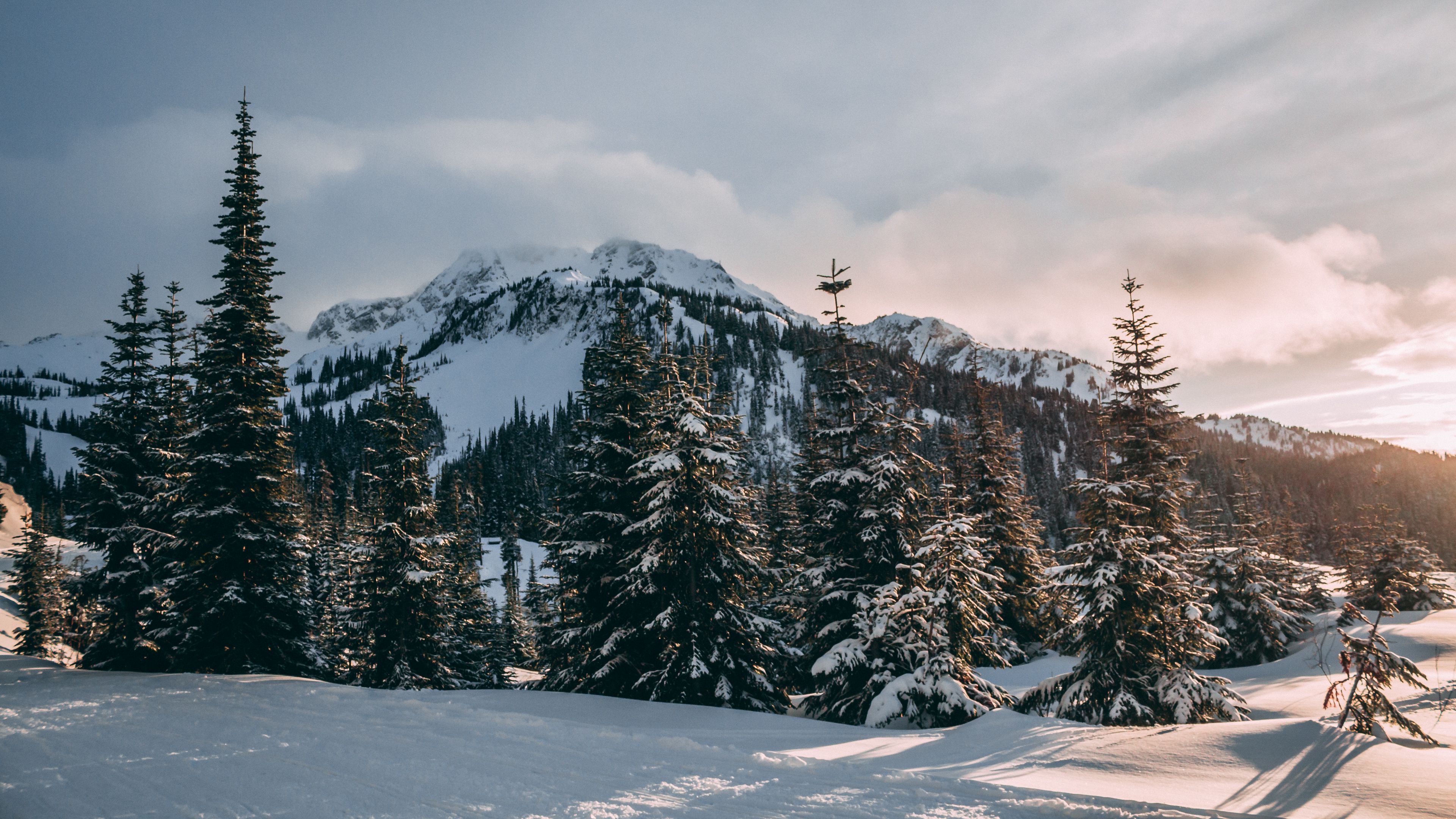 winter, mountains, fir trees, snow, 4k, HD Wallpaper