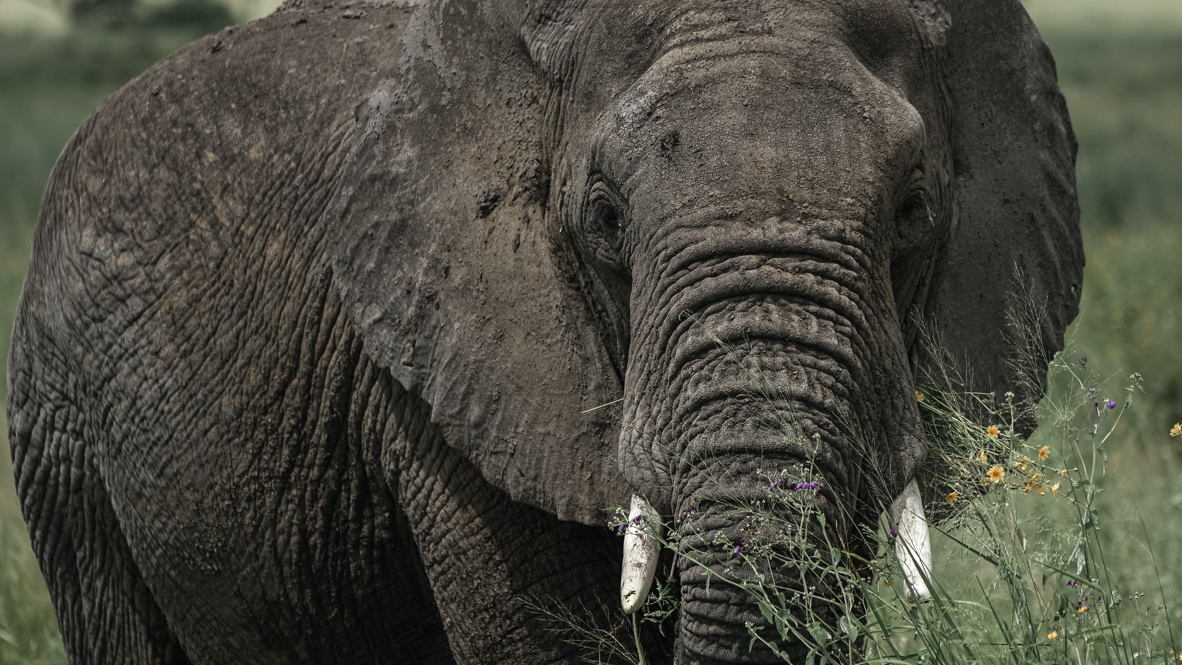elephant, tusks, grass, animal, 4k, HD Wallpaper