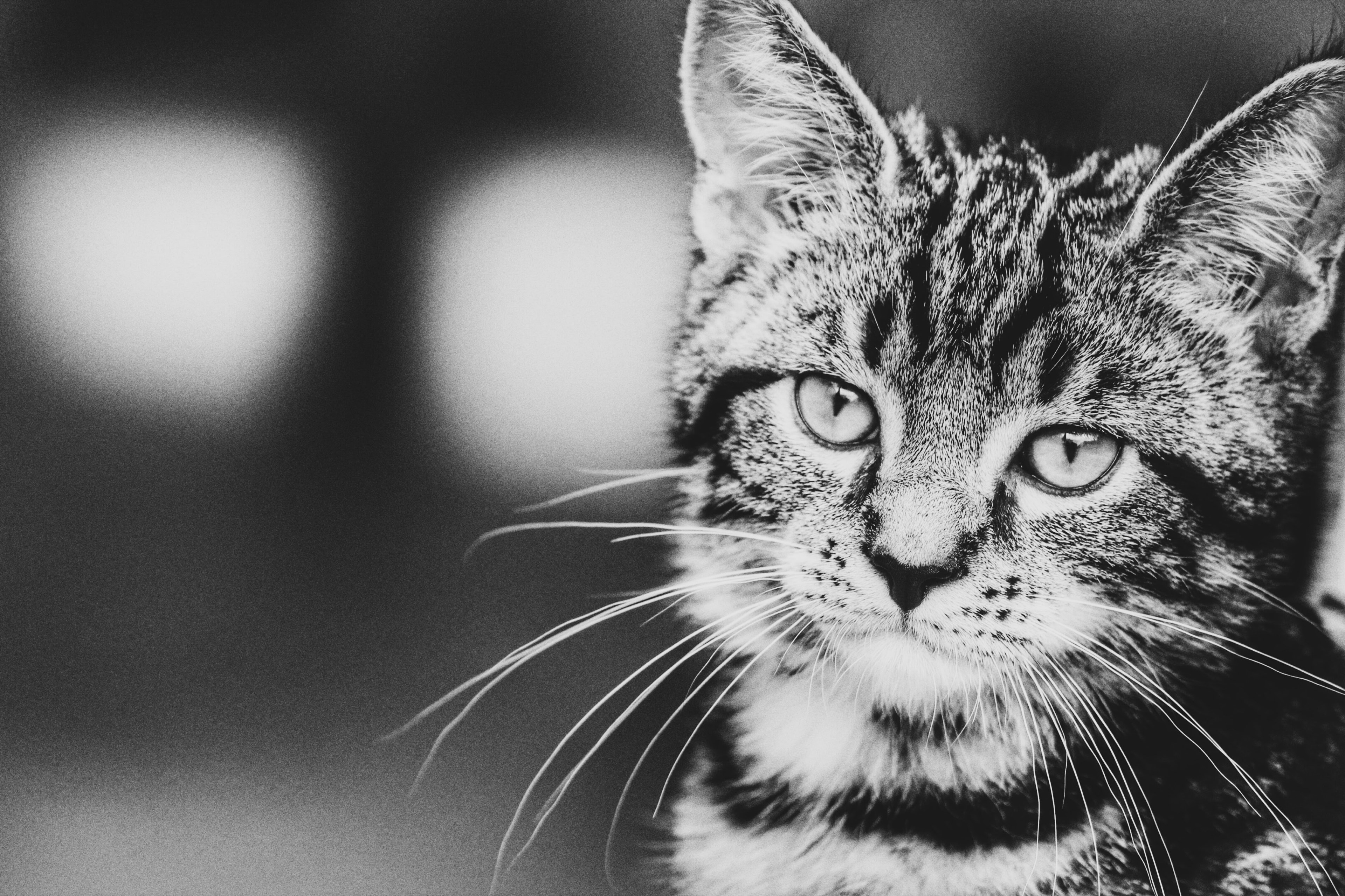 black and white macro of young domestic tabby cat with out of focus background, mellow kitten 4k, HD Wallpaper