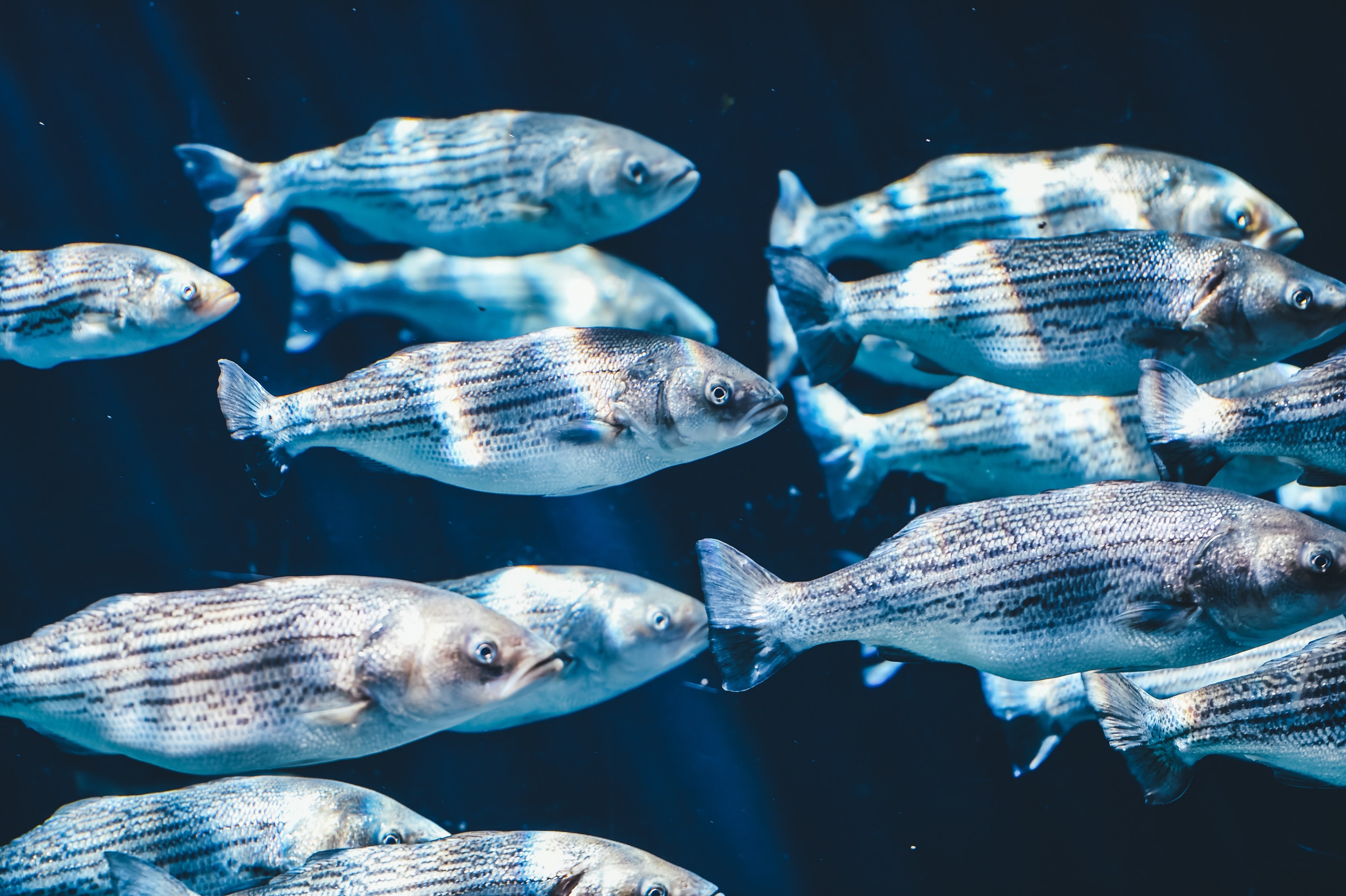 fish water blue and scale 4k, HD Wallpaper