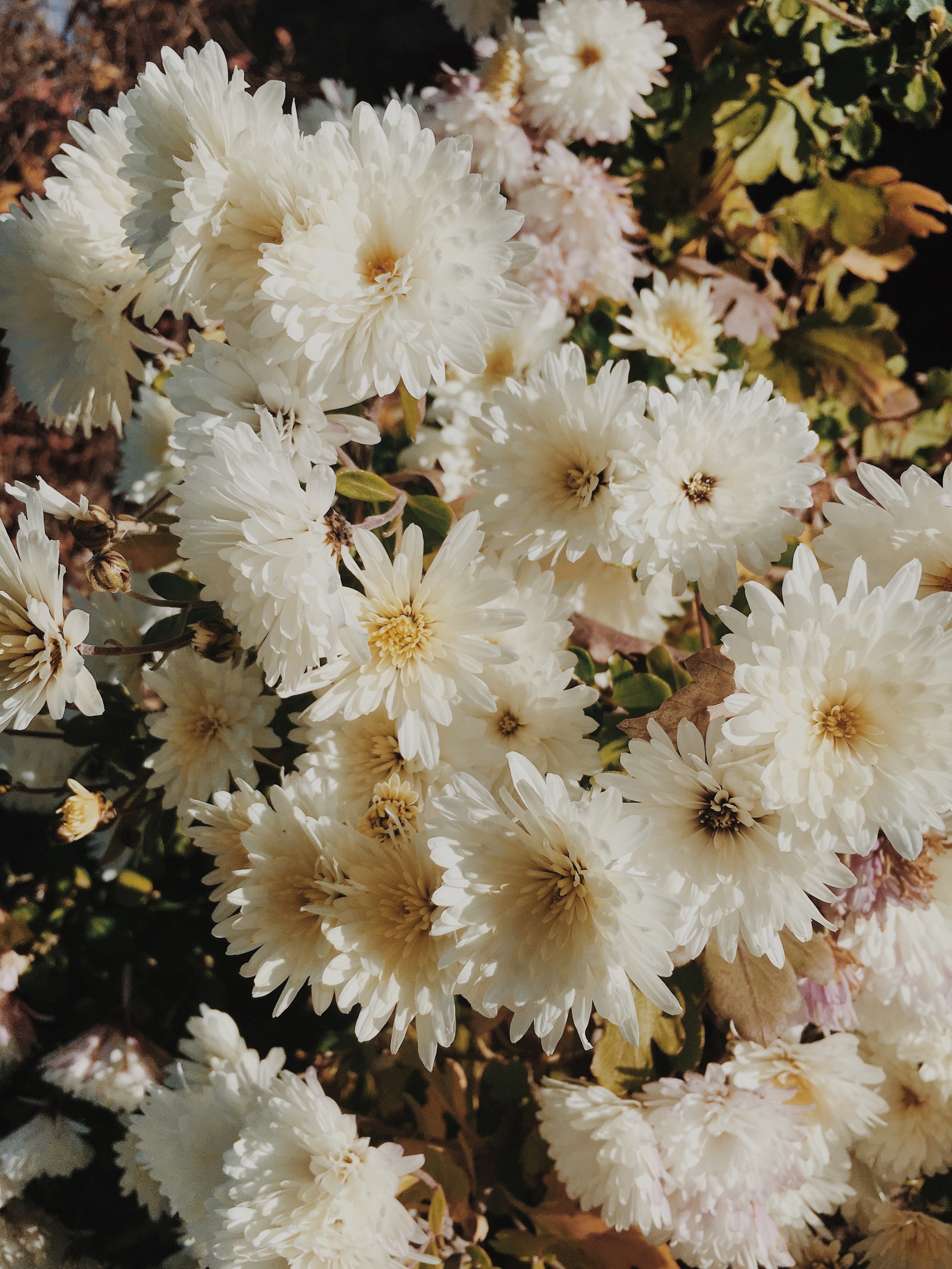 flower white flora and bloom hd, 4k, Phone HD Wallpaper