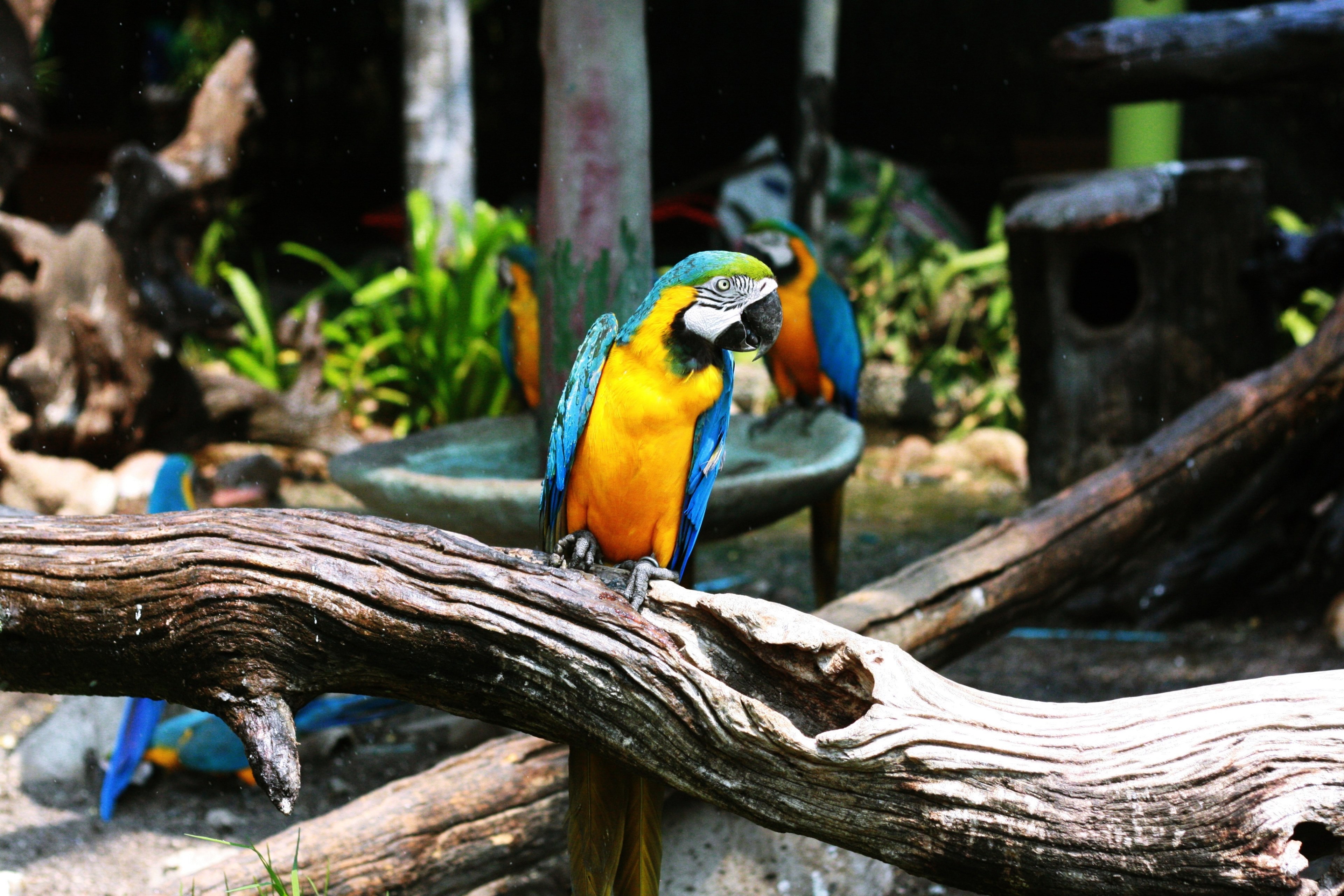 multicolored parrots in a settlement with logs, multicolored parrots 4k, HD Wallpaper
