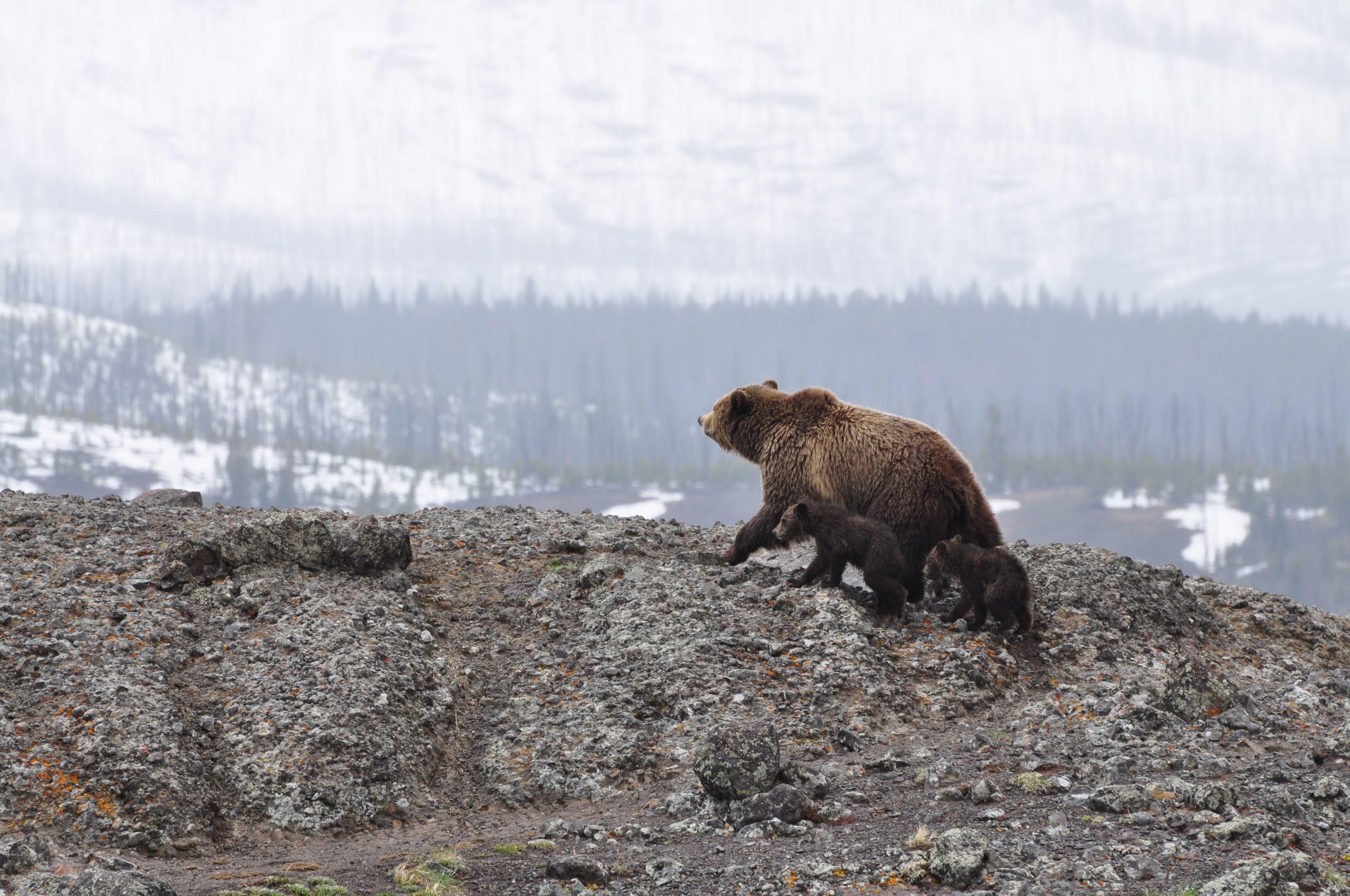a large brown bear with two small cubs on a rocky hill in yellowstone, bear family in yellowstone 4k, HD Wallpaper