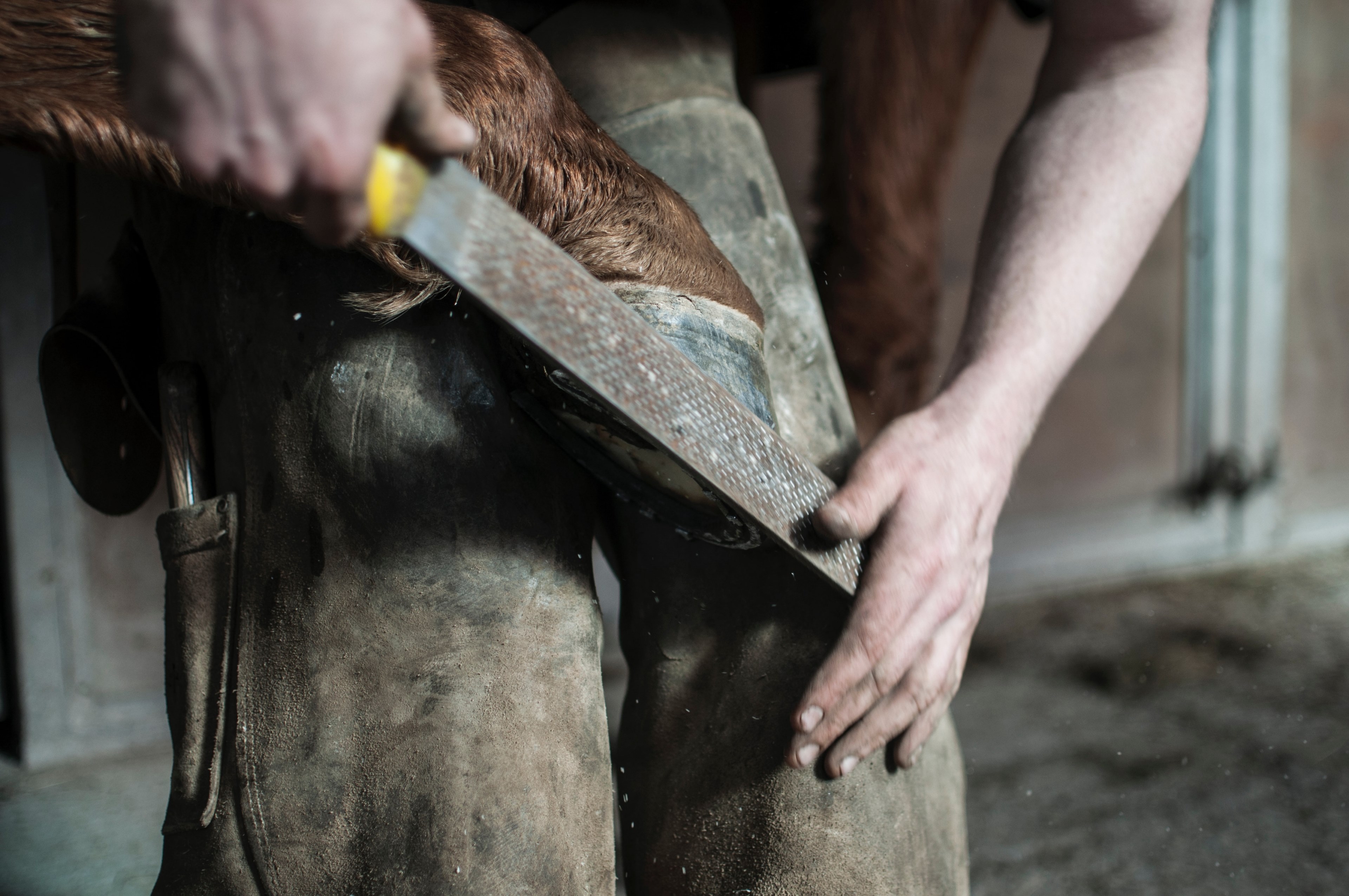 a man holding a horses hoof against his knees and trimming it with a file, filing horse hooves 4k, HD Wallpaper