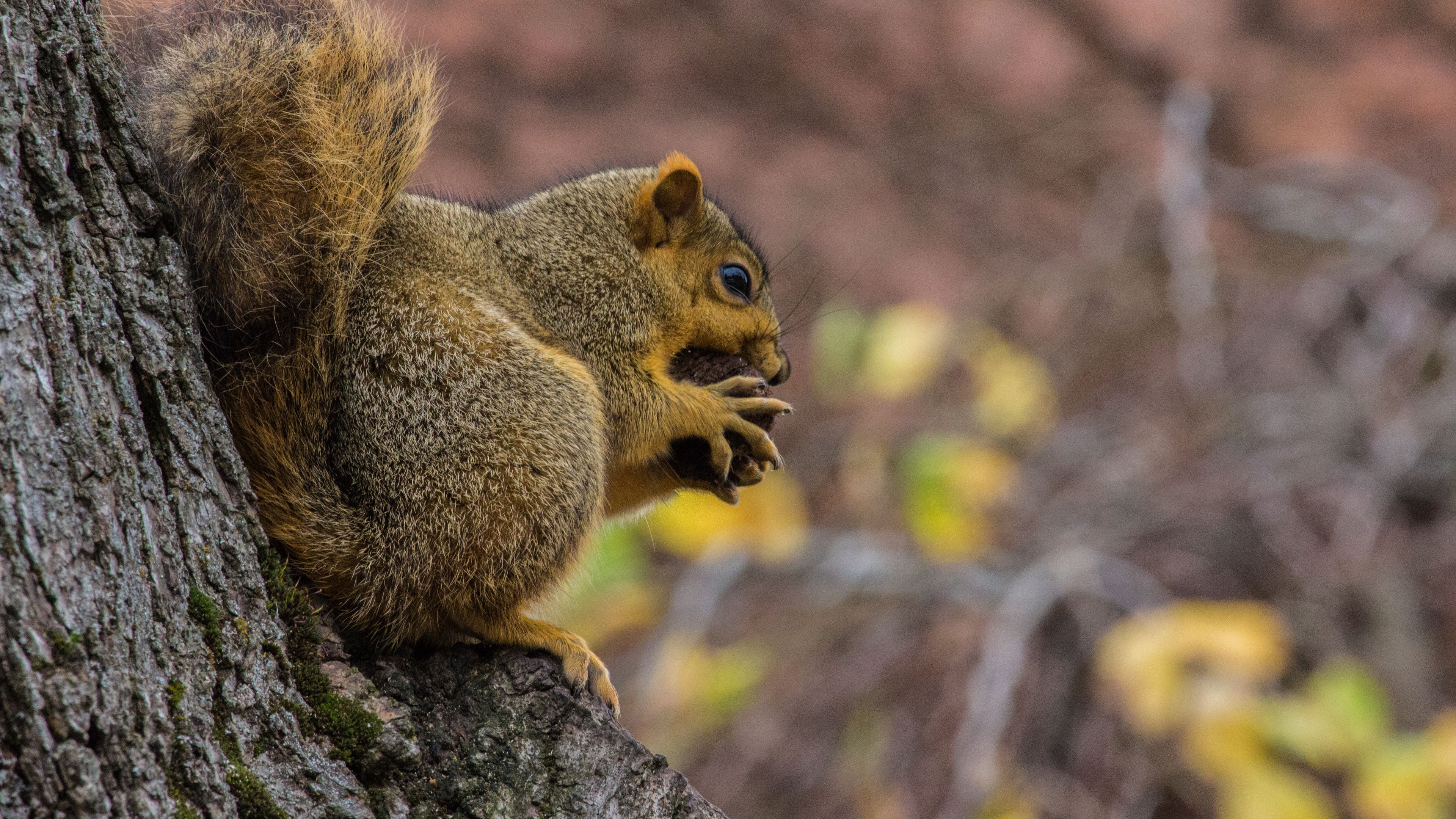 squirrel, nut, food, fluffy, 4k, HD Wallpaper