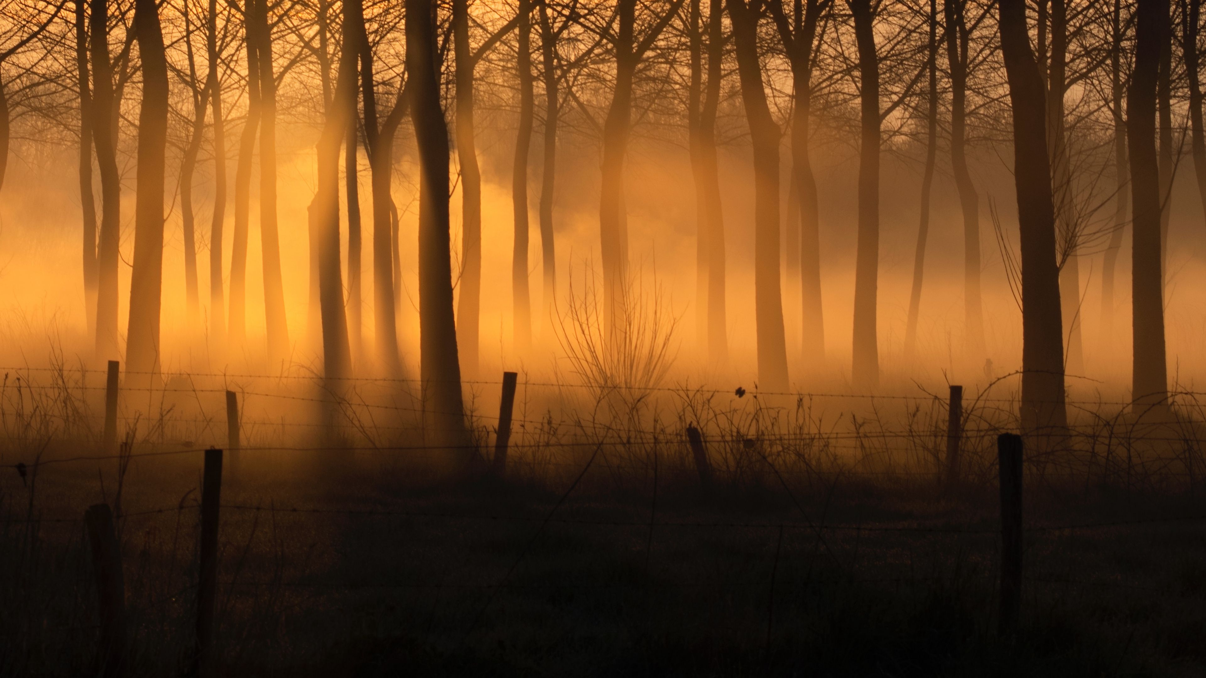 forest, fog, trees, fence, 4k, HD Wallpaper