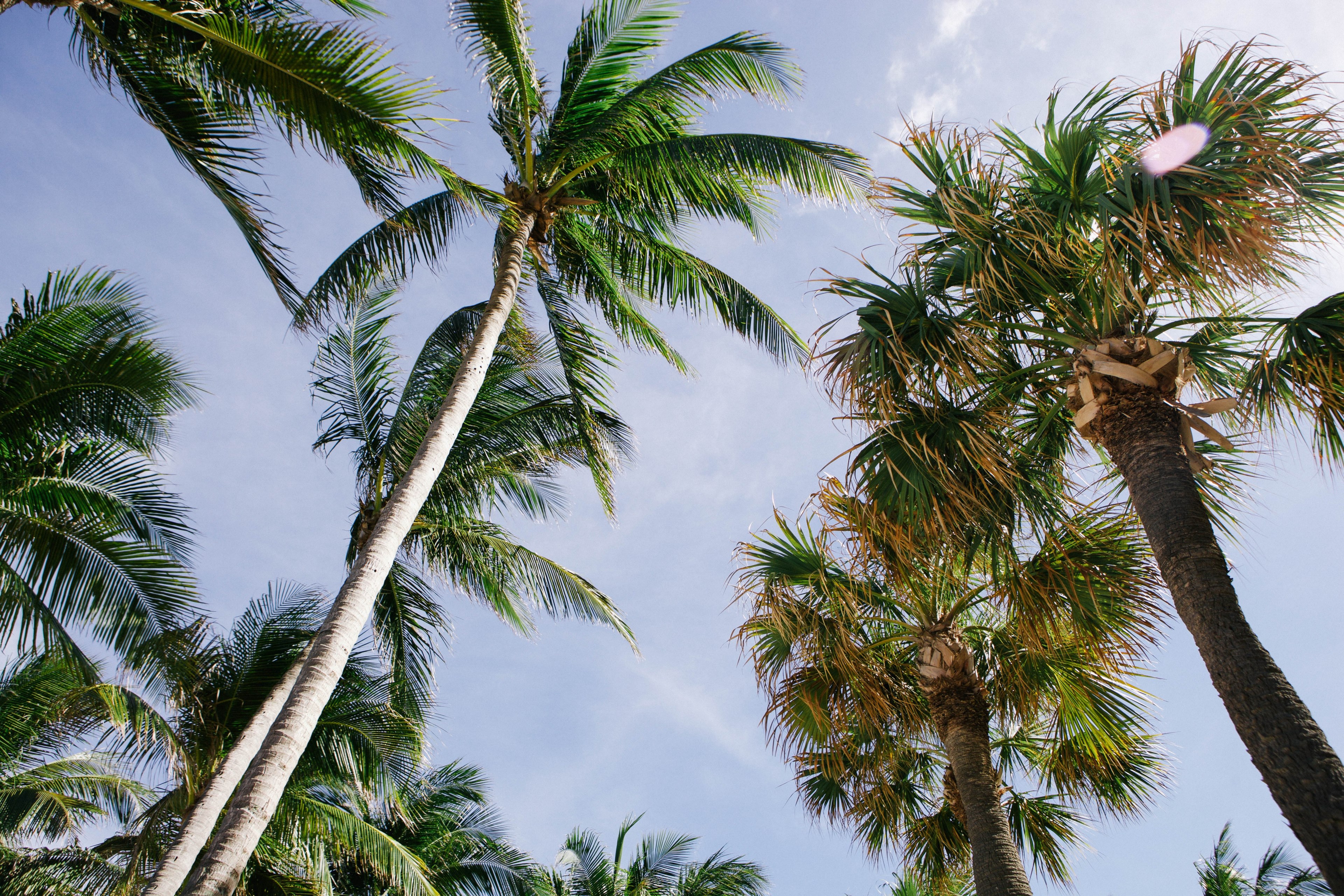 palm trees on the blue sky in fort lauderdale, tropical trees 4k, HD Wallpaper