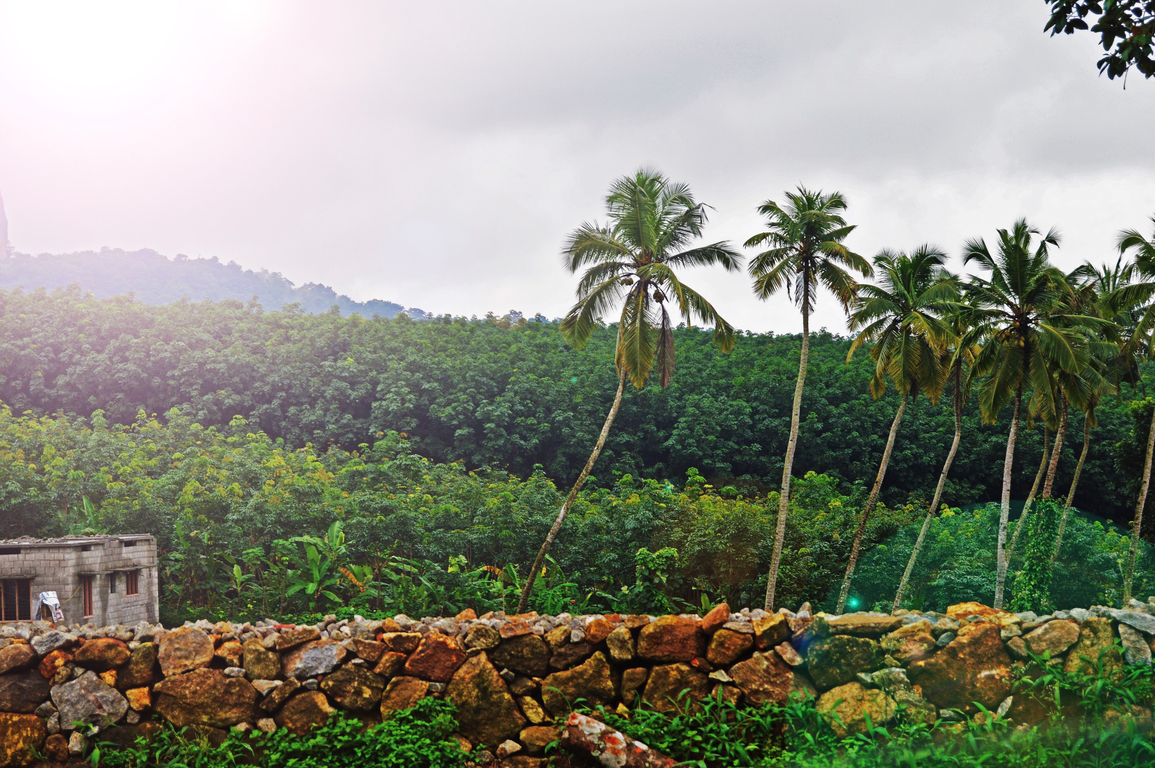a row of palm trees behind a stone wall, stone wall and palm trees 4k, HD Wallpaper