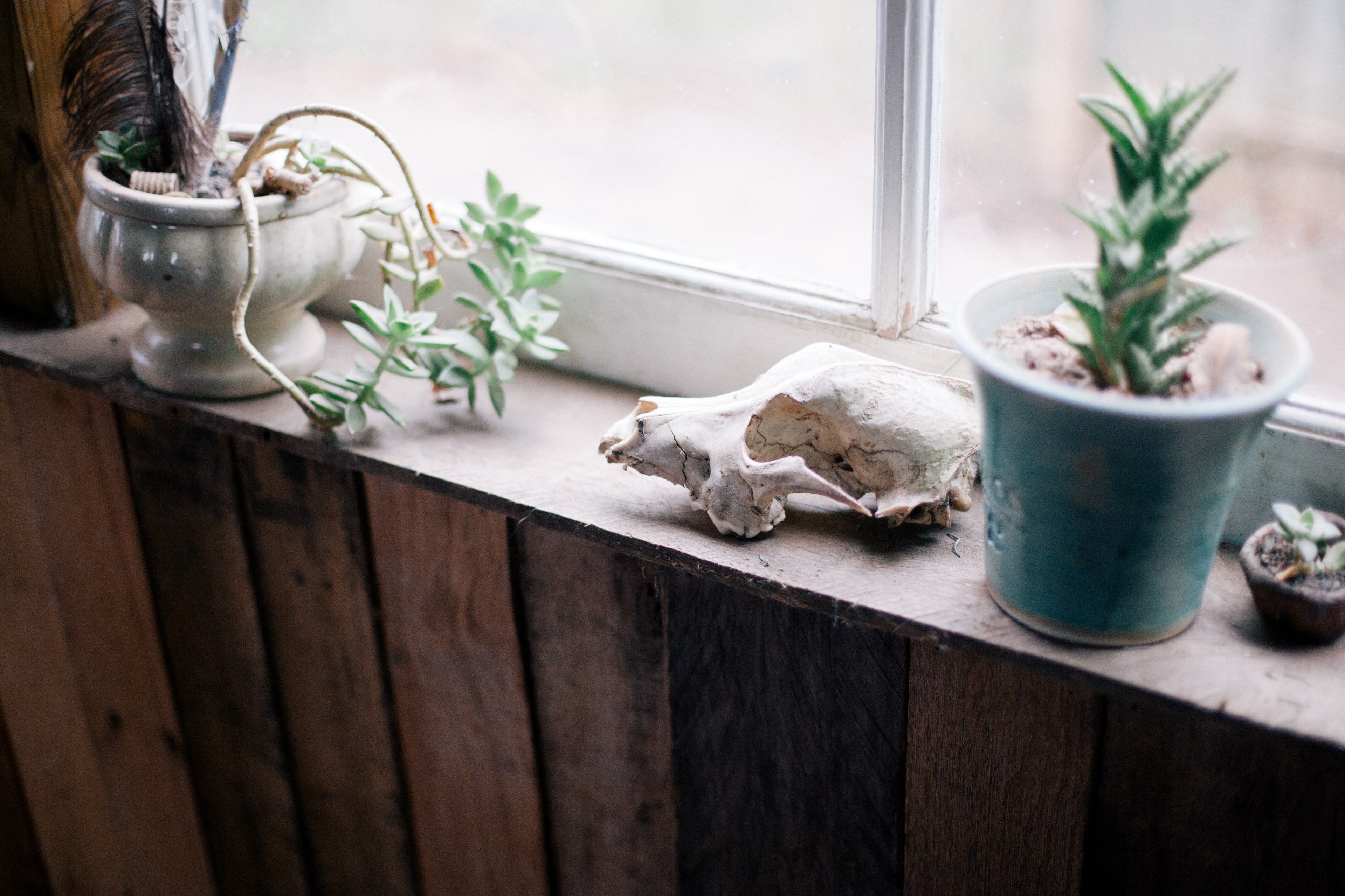 panneling wood wall house plant and plant 4k, HD Wallpaper