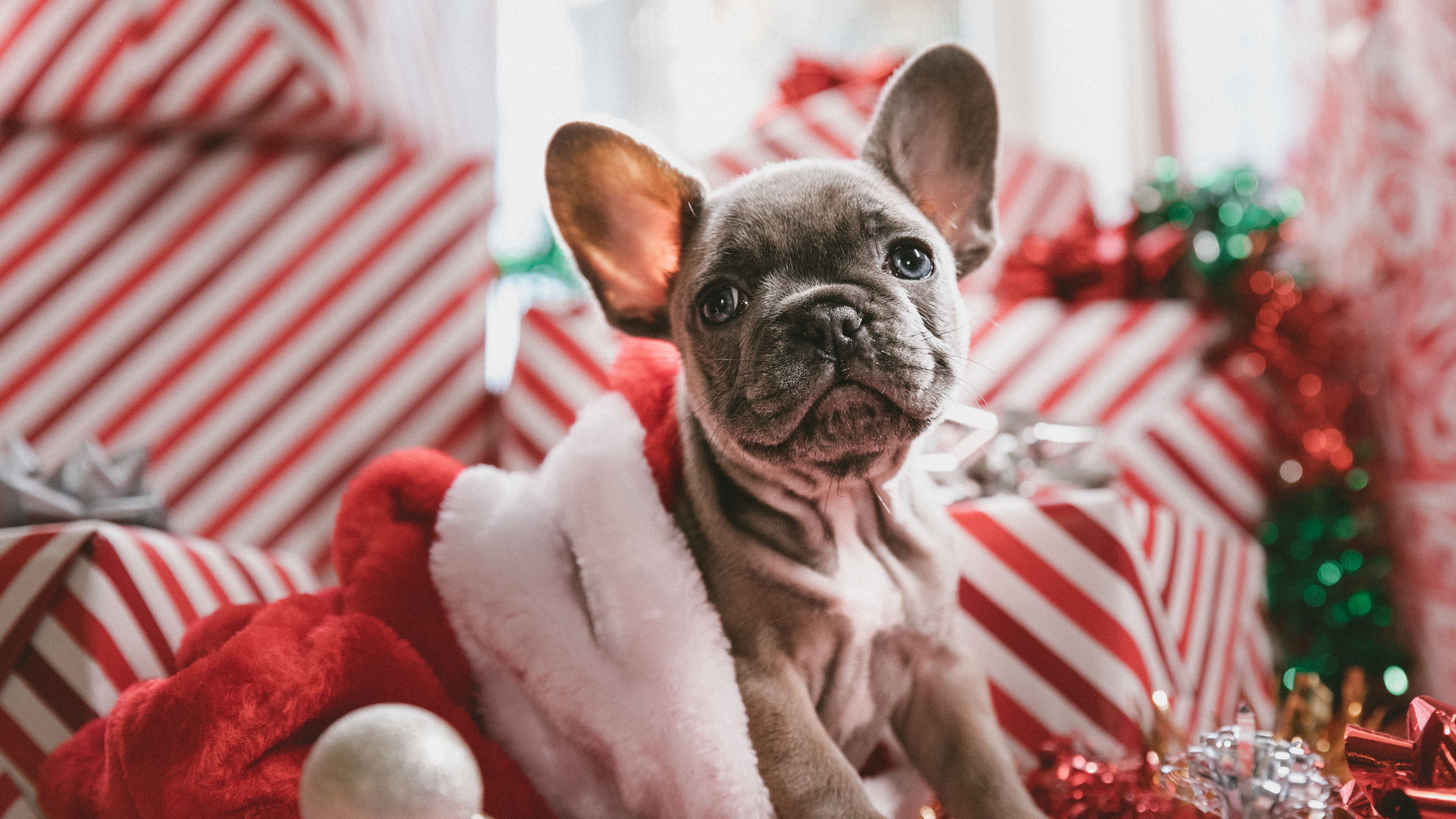 dog, puppy, new year, 4k, HD Wallpaper
