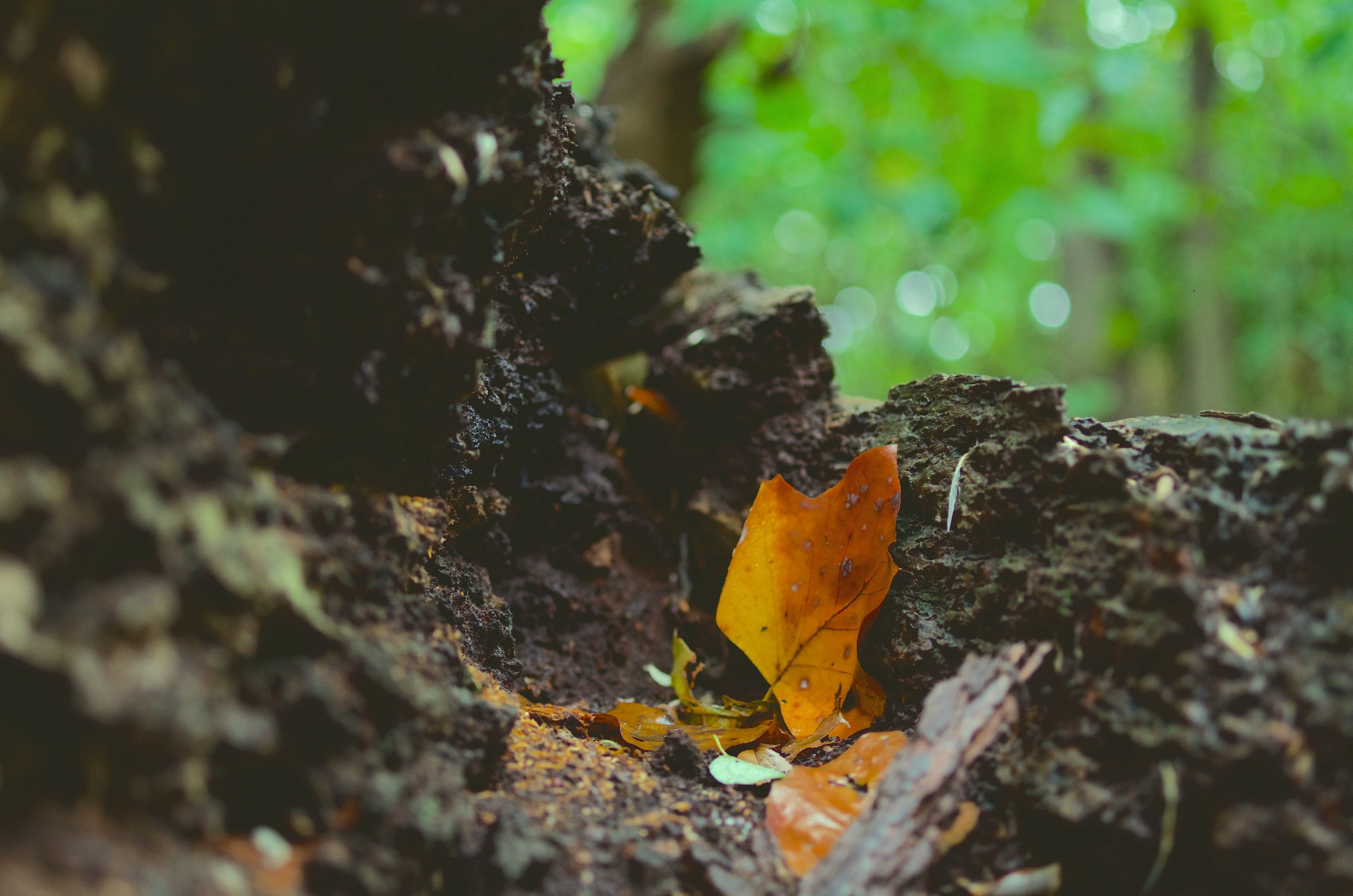 close up of autumn leaves in wet dirt, autumn leaves in close up 4k, HD Wallpaper