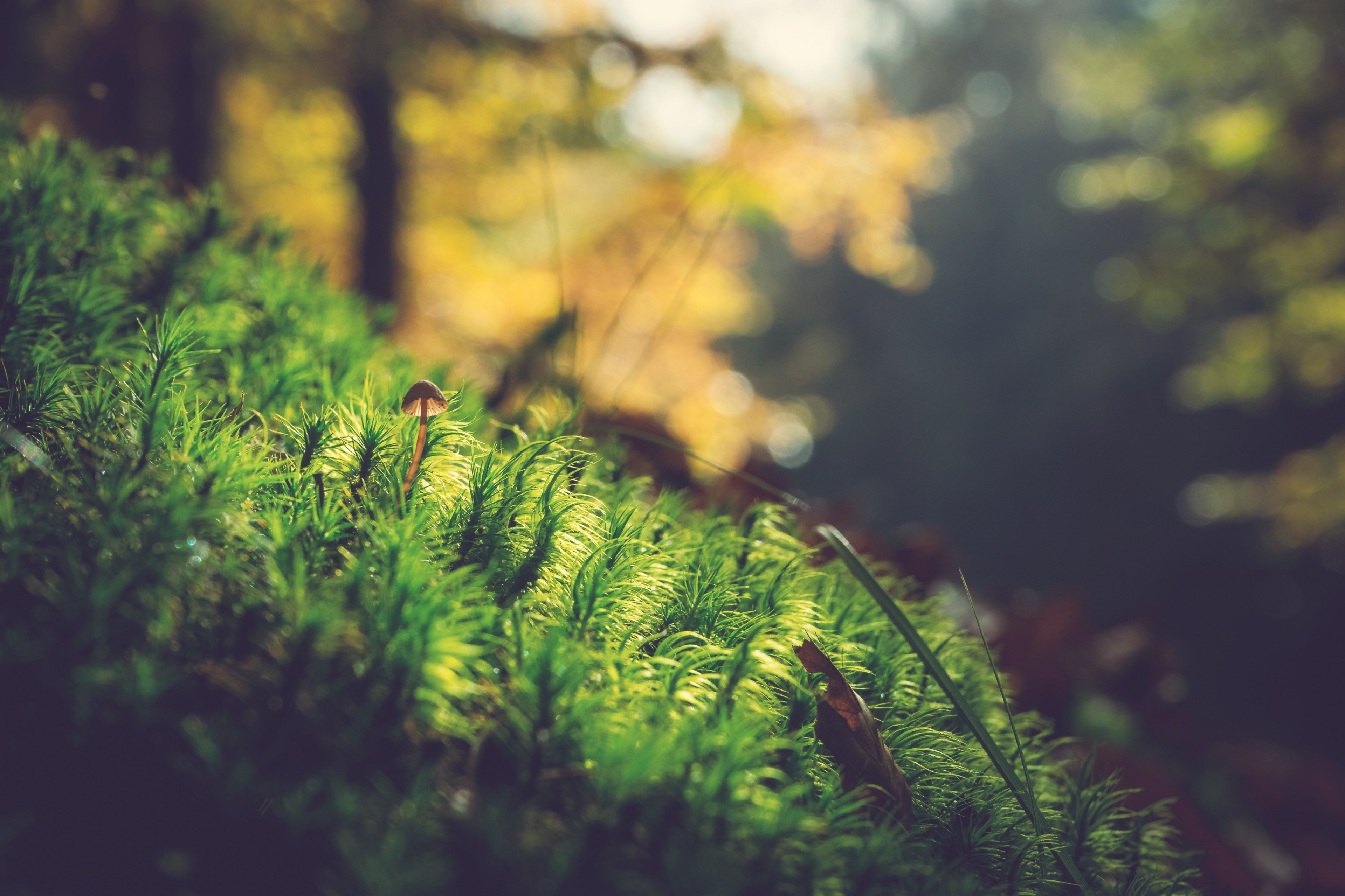 a small lone mushroom on moss in a sunny forest, tiny mushroom on moss 4k, HD Wallpaper
