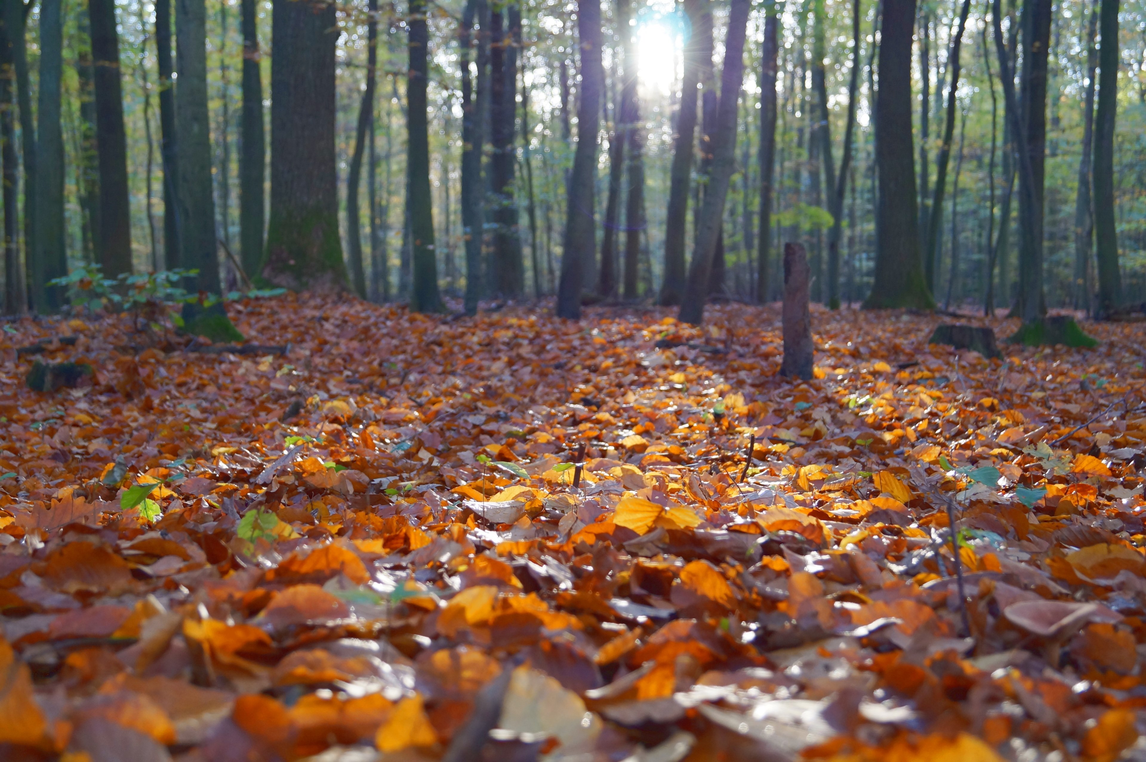a low shot of a forest floor covered with autumn leaves, autumn leaf blanket 4k, HD Wallpaper