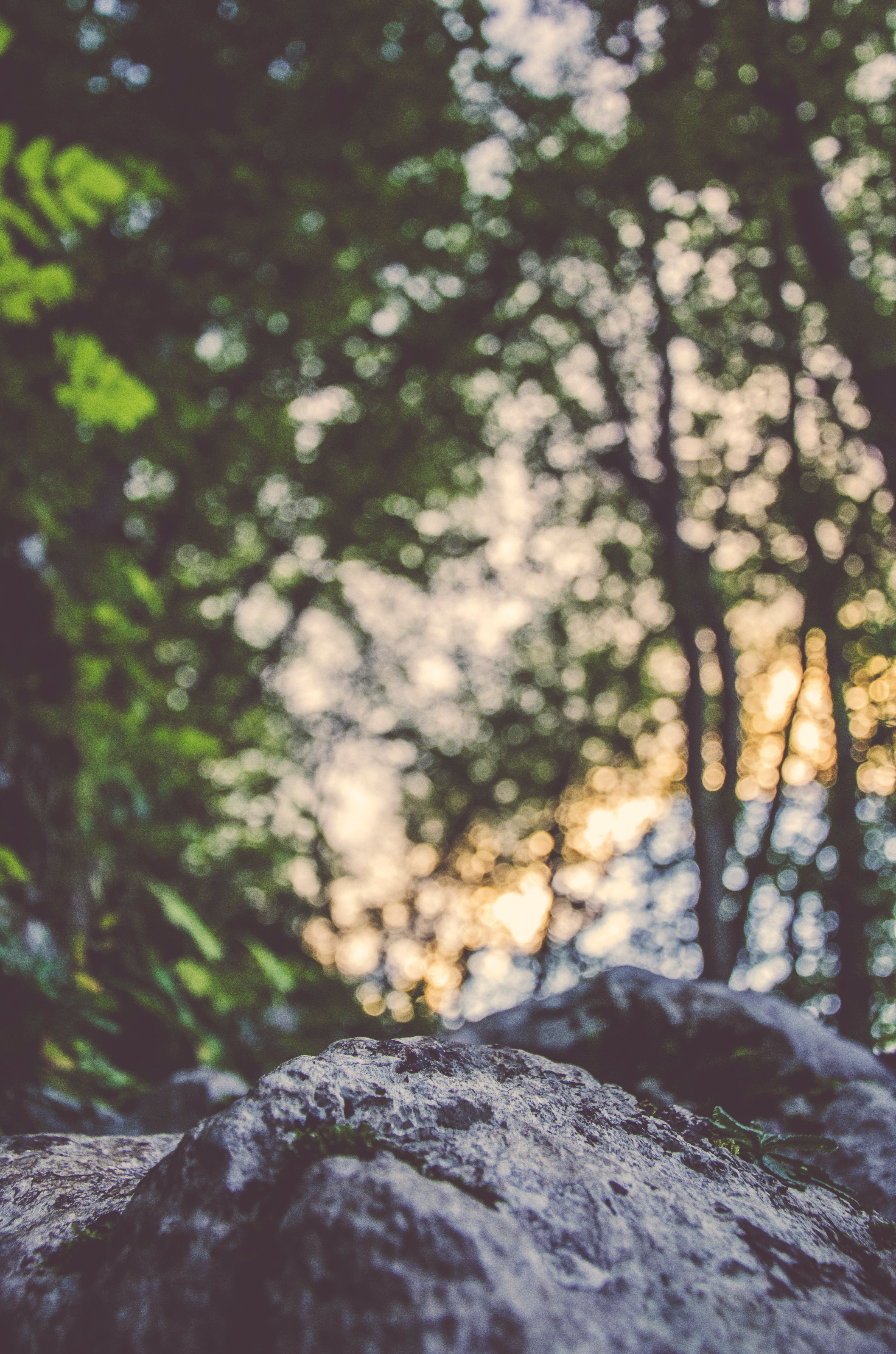 a large coarse rock under a canopy of trees against a bokeh background, rock under bokeh light 4k, Phone HD Wallpaper