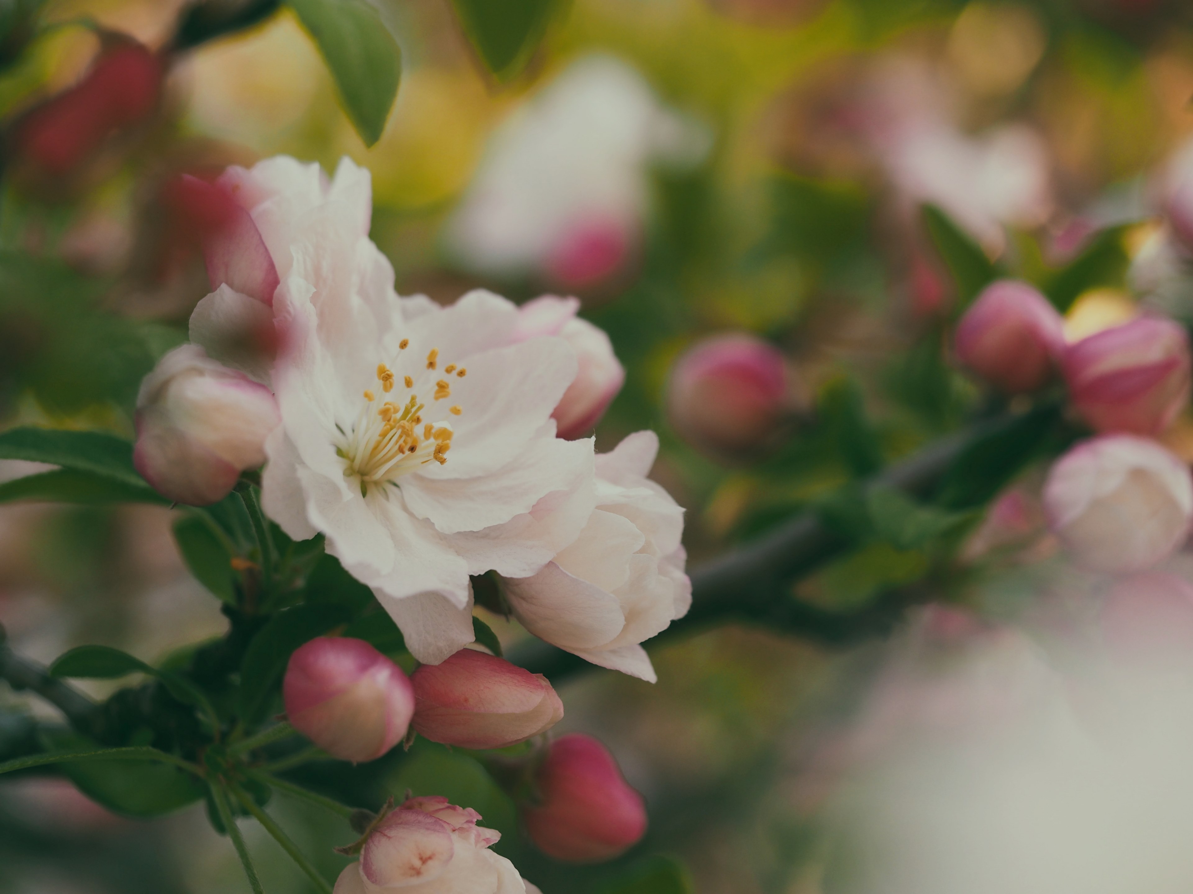 a macro shot of a white flower, _macro white flower shot 4k, HD Wallpaper