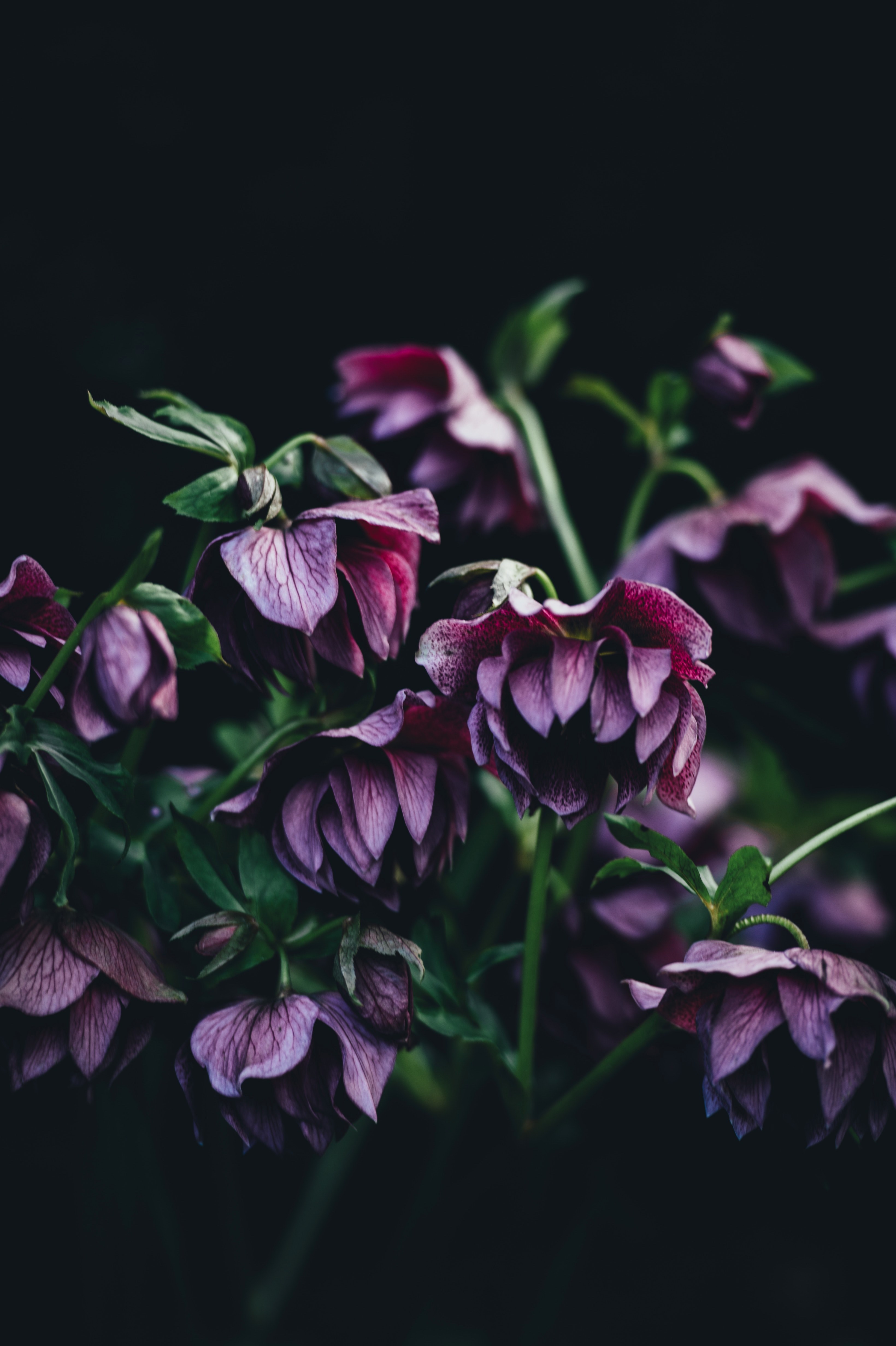 purple hellebore flowers leaning down against a black background, hellebores 4k, Phone HD Wallpaper