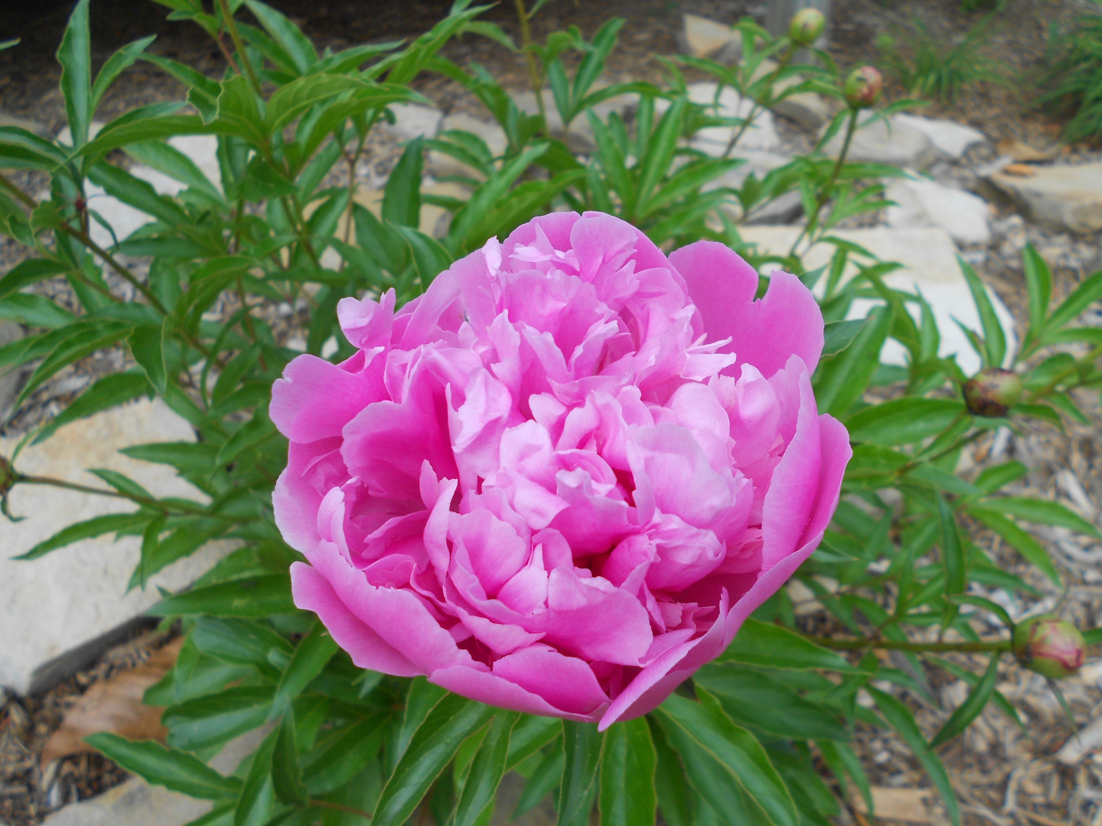peony leafe pink and bloom 4k, HD Wallpaper