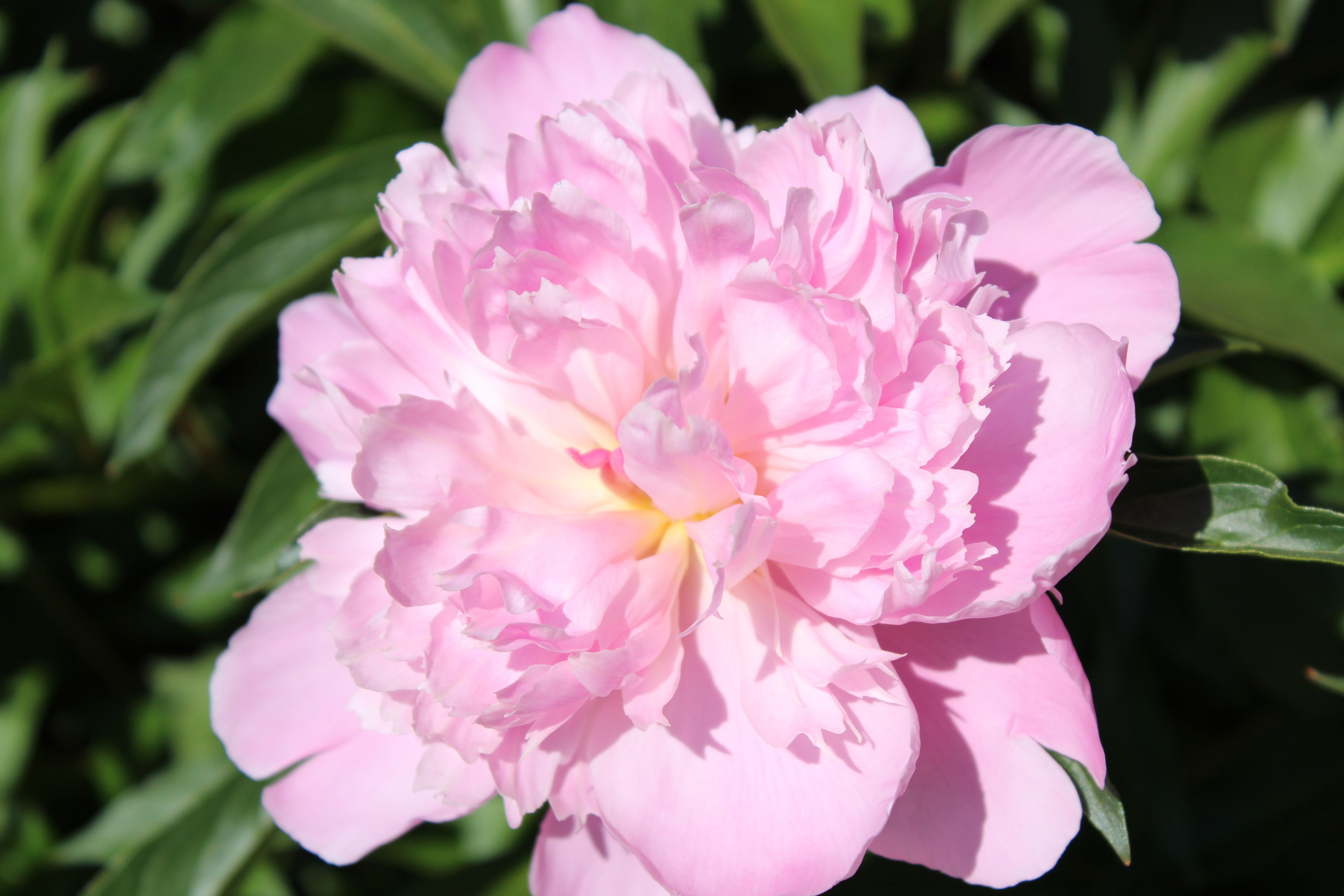 bloom peony pink and flower 4k, HD Wallpaper