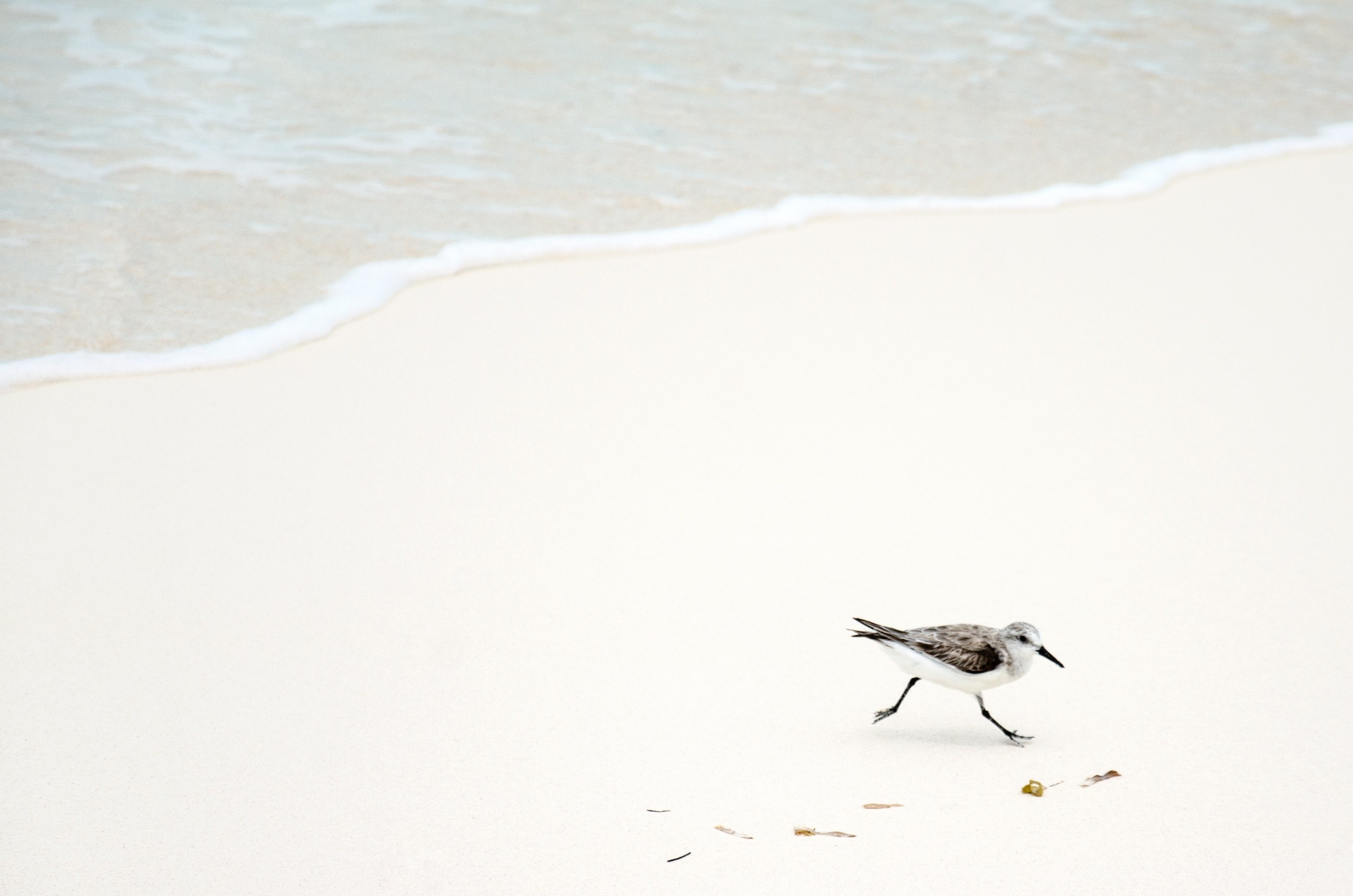 bird on the white sand beach at cayo largo del sur, bird on sandy beach 4k, HD Wallpaper