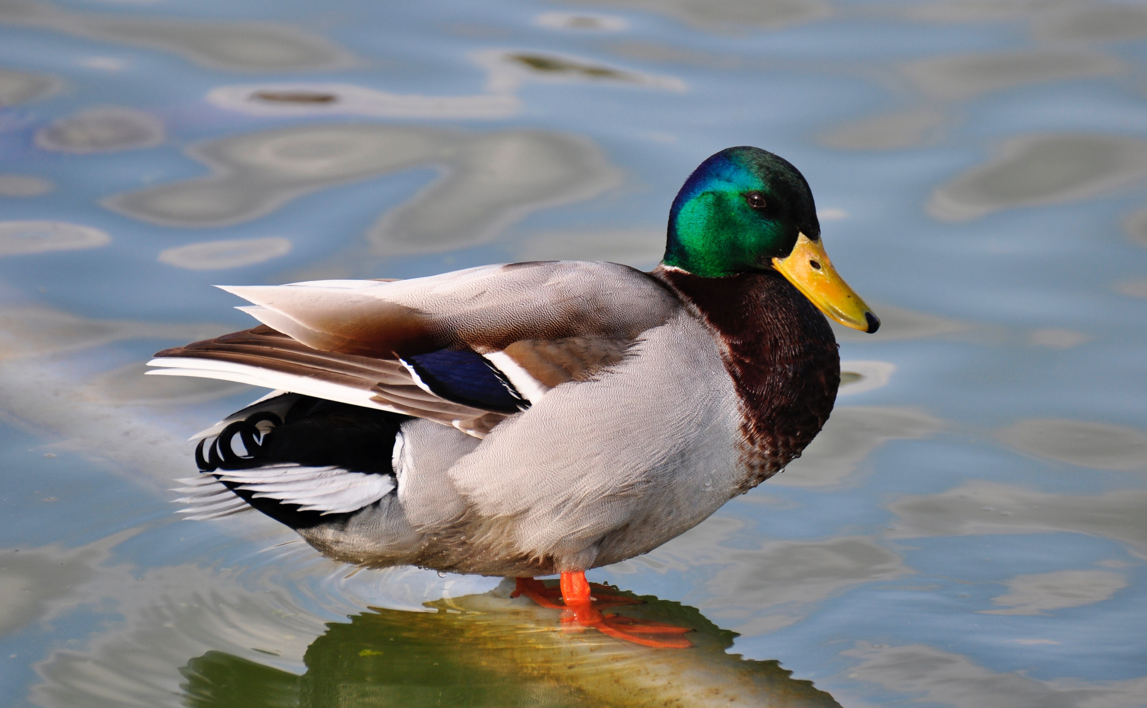 a closeup of an aquatic duck with colorful feathers standing in shallow water, duck standing in water 4k, HD Wallpaper
